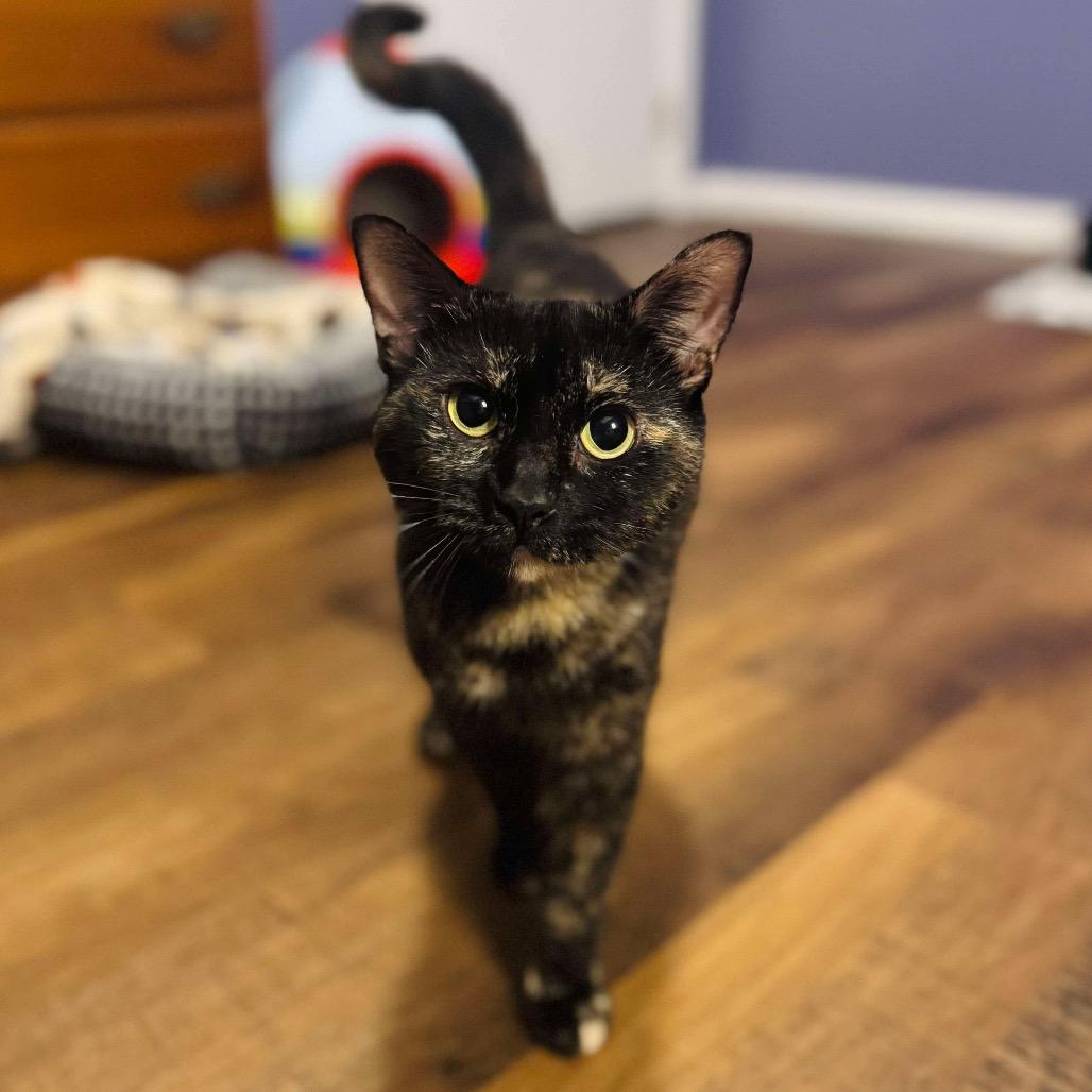 Potato, Adoptable, Adult Female Domestic Short Hair.