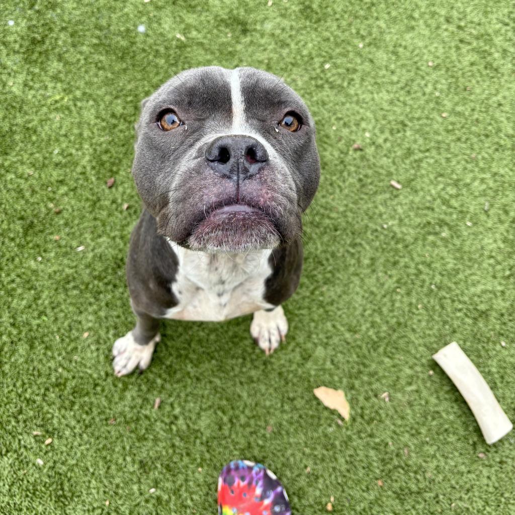 OLE ROY, Adoptable, Senior Male Pit Bull Terrier.