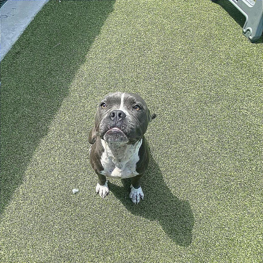 Enlarge OLE ROY, a Adoptable Pit Bull Terrier in Hannibal, MO image 4/4