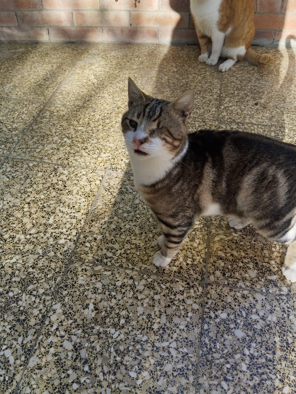 Enlarge Zebra- Blind, a Adoptable mixed breed in Brampton, ON image 2/6