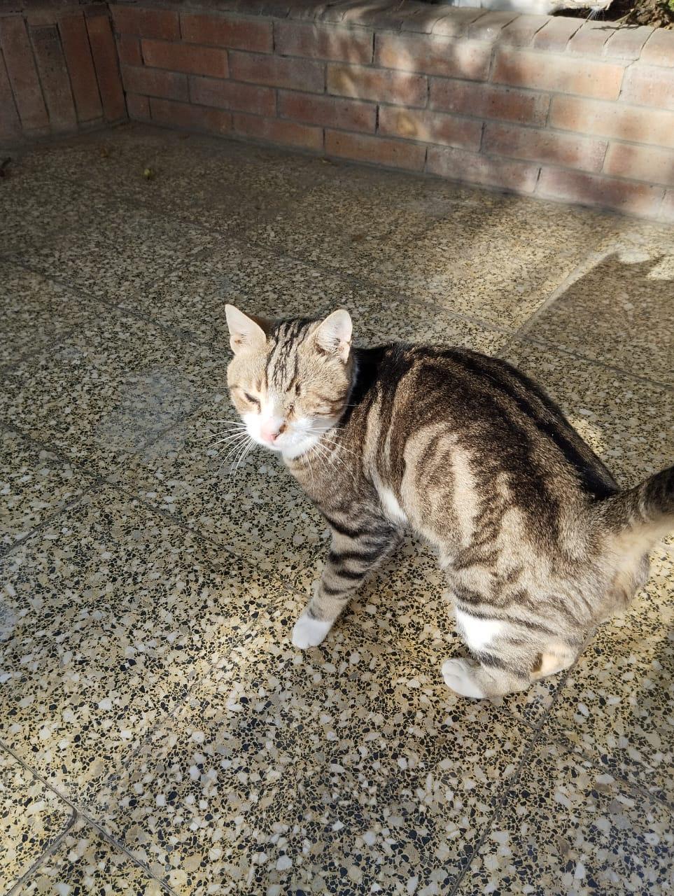 Enlarge Zebra- Blind, a Adoptable mixed breed in Brampton, ON image 3/6