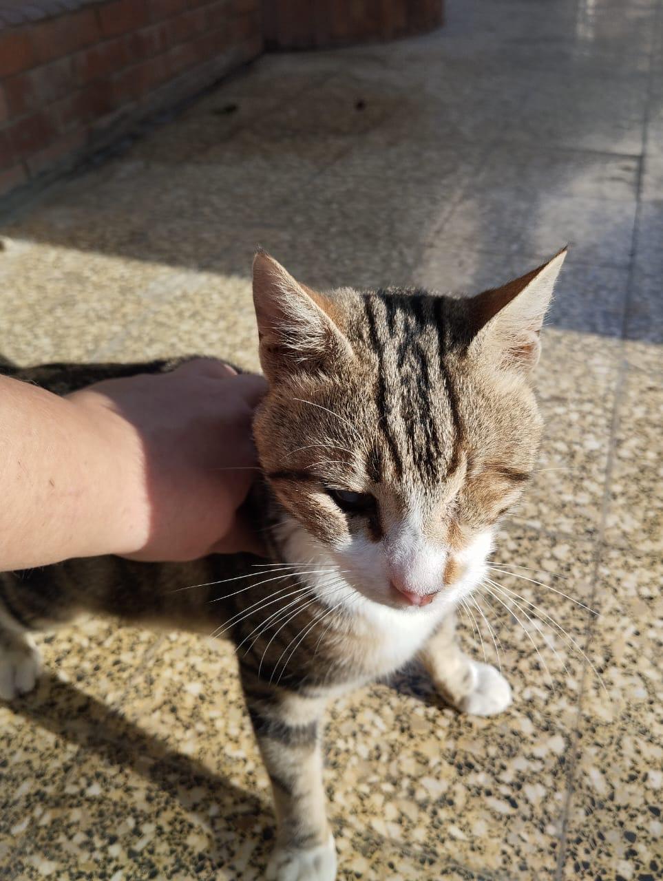 Enlarge Zebra- Blind, a Adoptable mixed breed in Brampton, ON image 4/6
