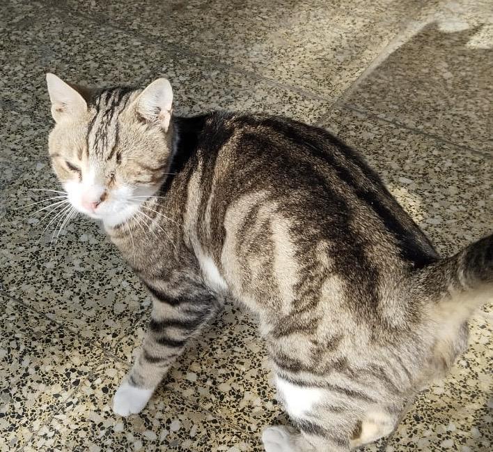 Enlarge Zebra- Blind, a Adoptable mixed breed in Brampton, ON image 1/6