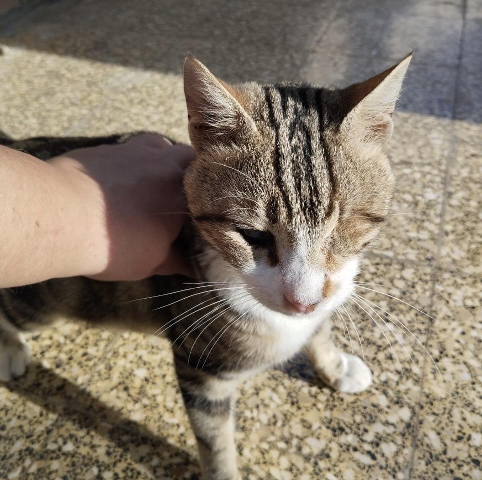 Enlarge Zebra- Blind, a Adoptable mixed breed in Brampton, ON image 6/6