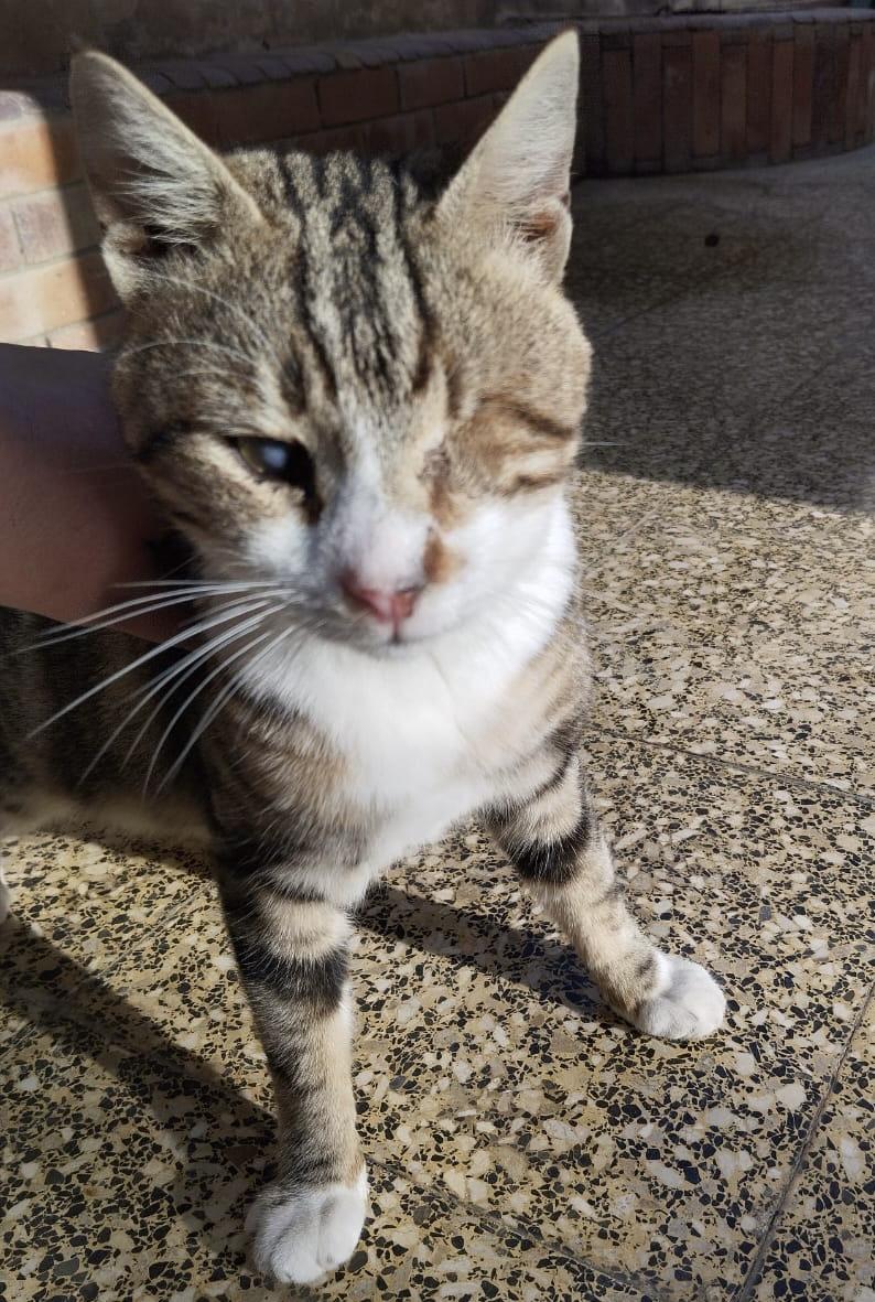 Enlarge Zebra- Blind, a Adoptable mixed breed in Brampton, ON image 5/6