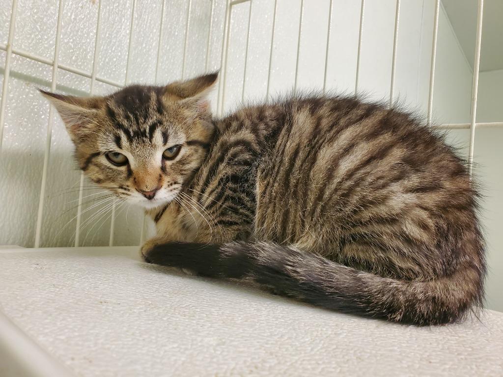 Lollipop, Adoptable, Young Male Domestic Short Hair.