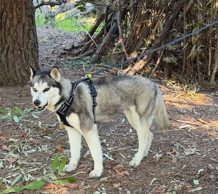 Enlarge Skye, a Adopted Siberian Husky in Studio City, CA image 5/5