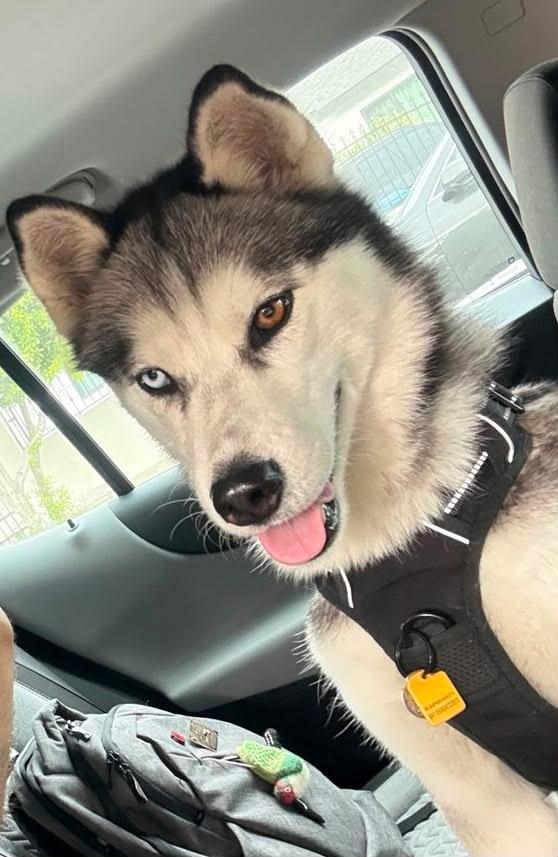 Skye, Adopted, Young Female Siberian Husky.