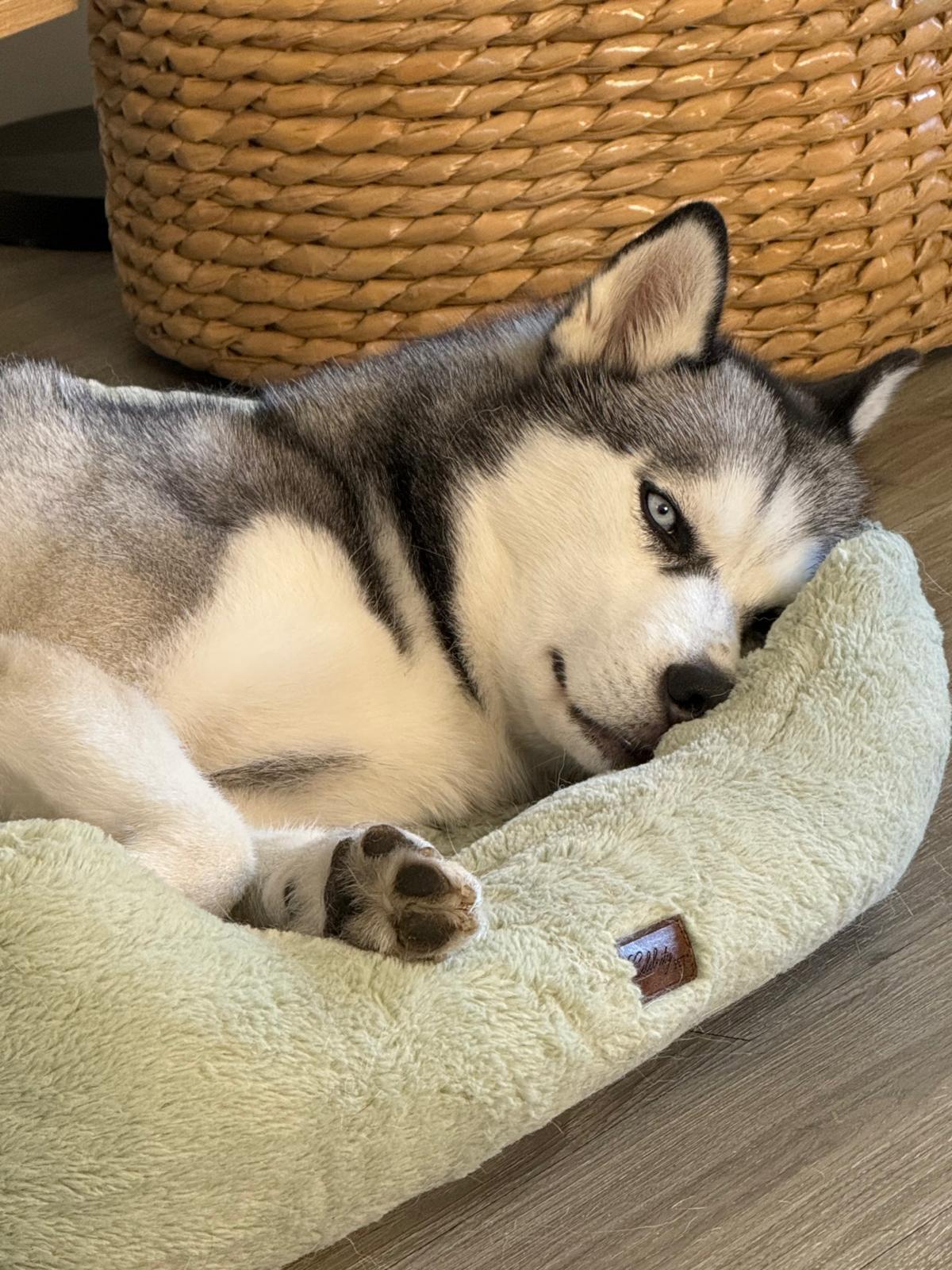 Enlarge Skye, a Adopted Siberian Husky in Studio City, CA image 2/5