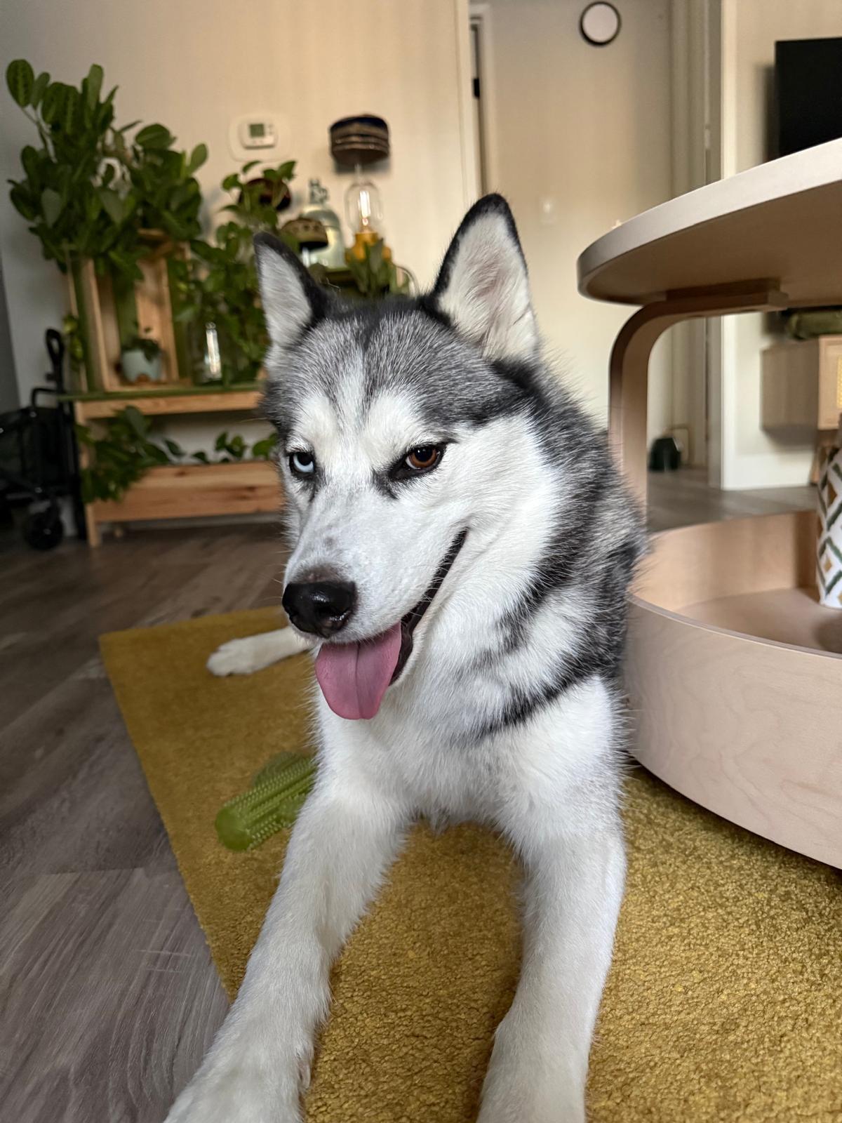 Enlarge Skye, a Adopted Siberian Husky in Studio City, CA image 4/5