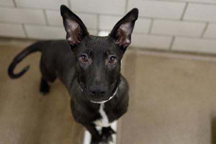 Enlarge JD, a Adoptable mixed breed in Coon Rapids, MN image 1/3