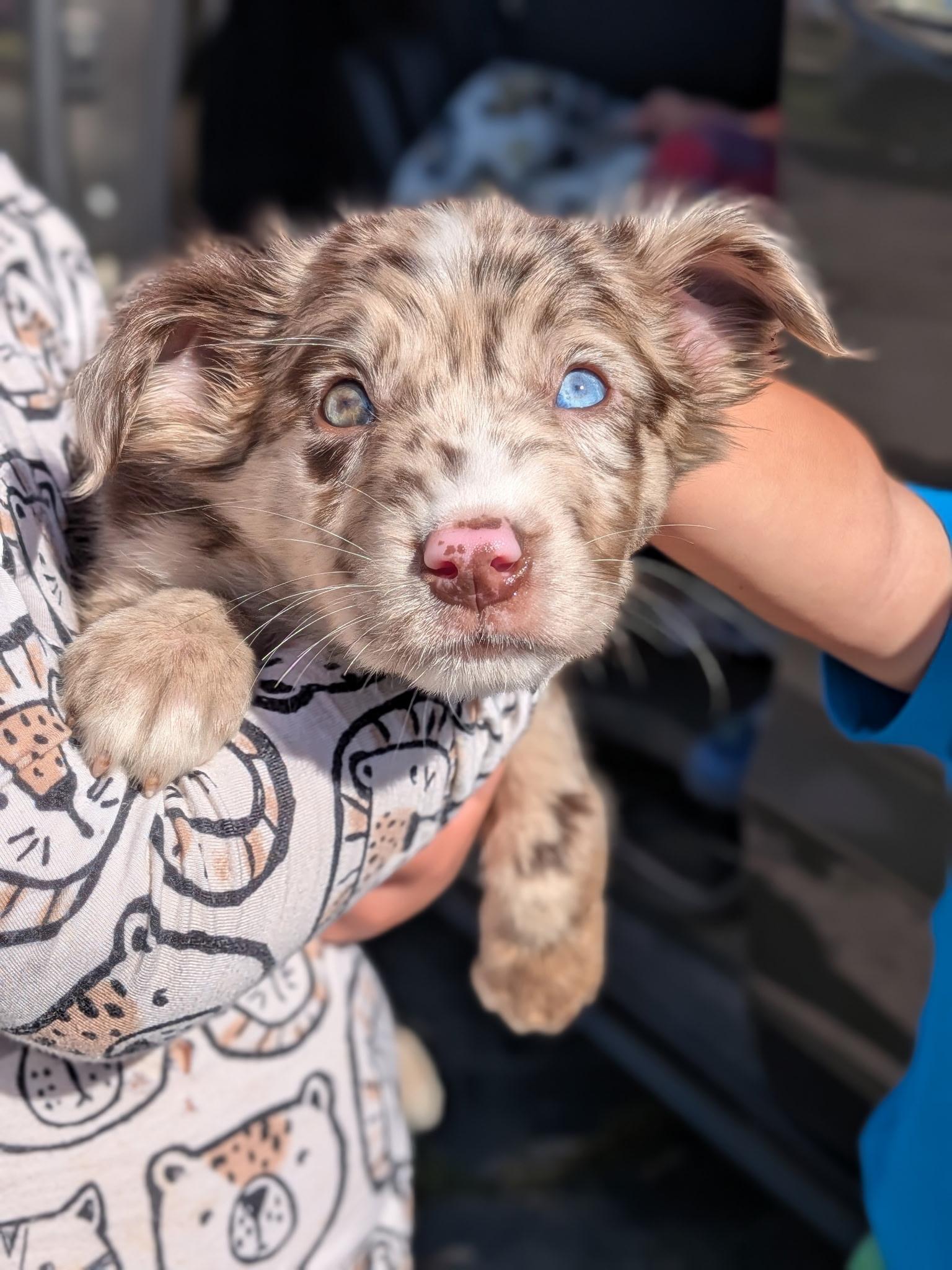 Archie, an adopted mixed breed in Spring hill, TN image 5/5