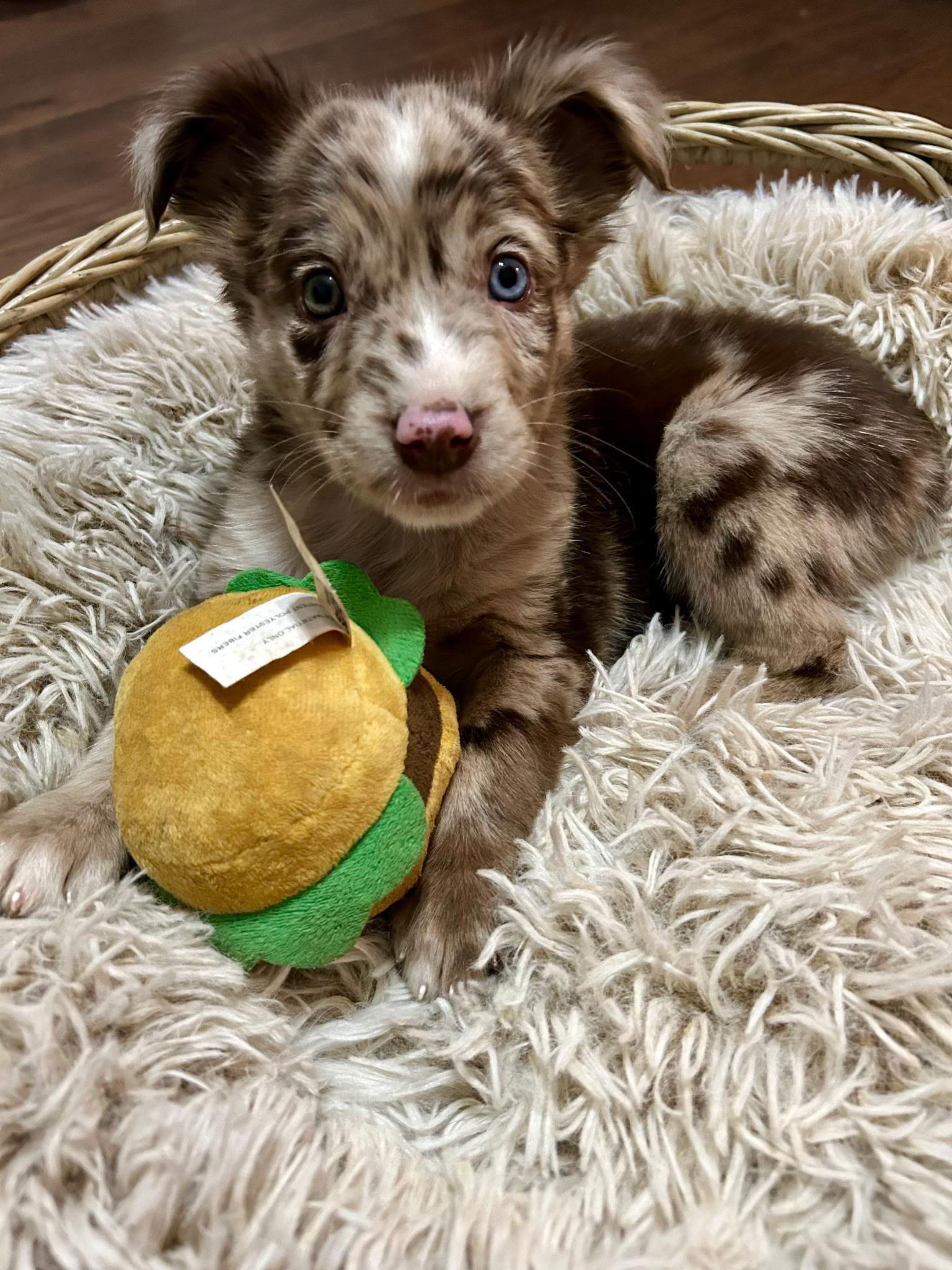 Archie, an adopted mixed breed in Spring hill, TN image 2/5