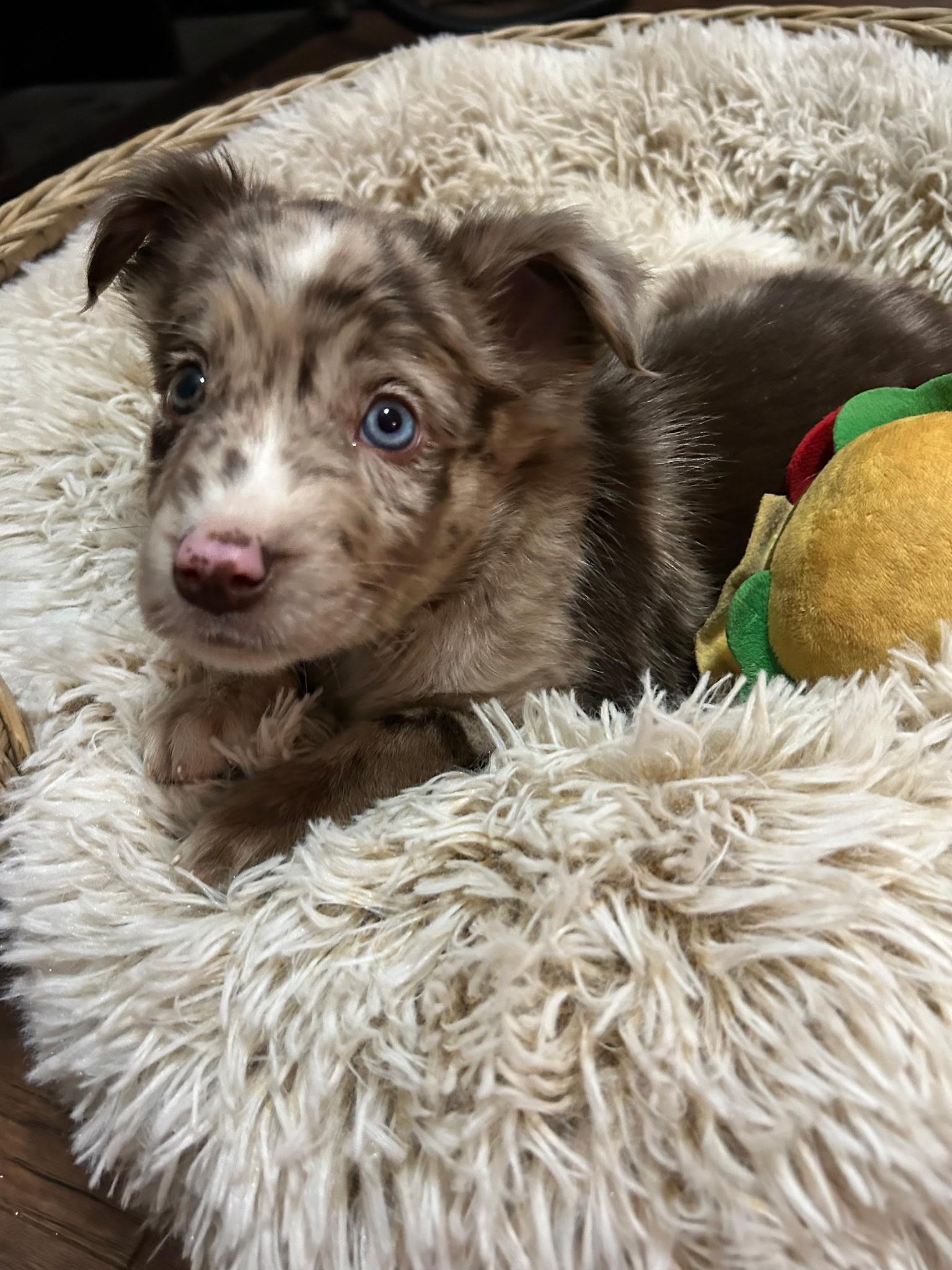 Archie, an adopted mixed breed in Spring hill, TN image 4/5