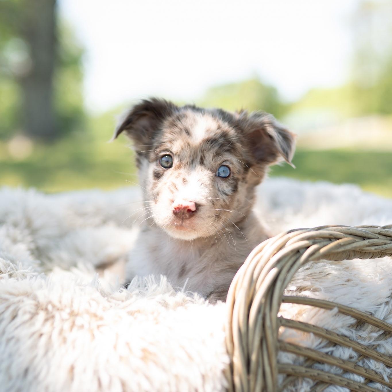 Archie, adopted, Puppy Male Australian Shepherd.