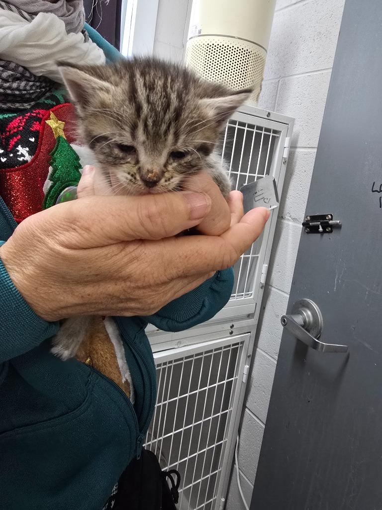 Dancer, Adoptable, Kitten Female Domestic Medium Hair.