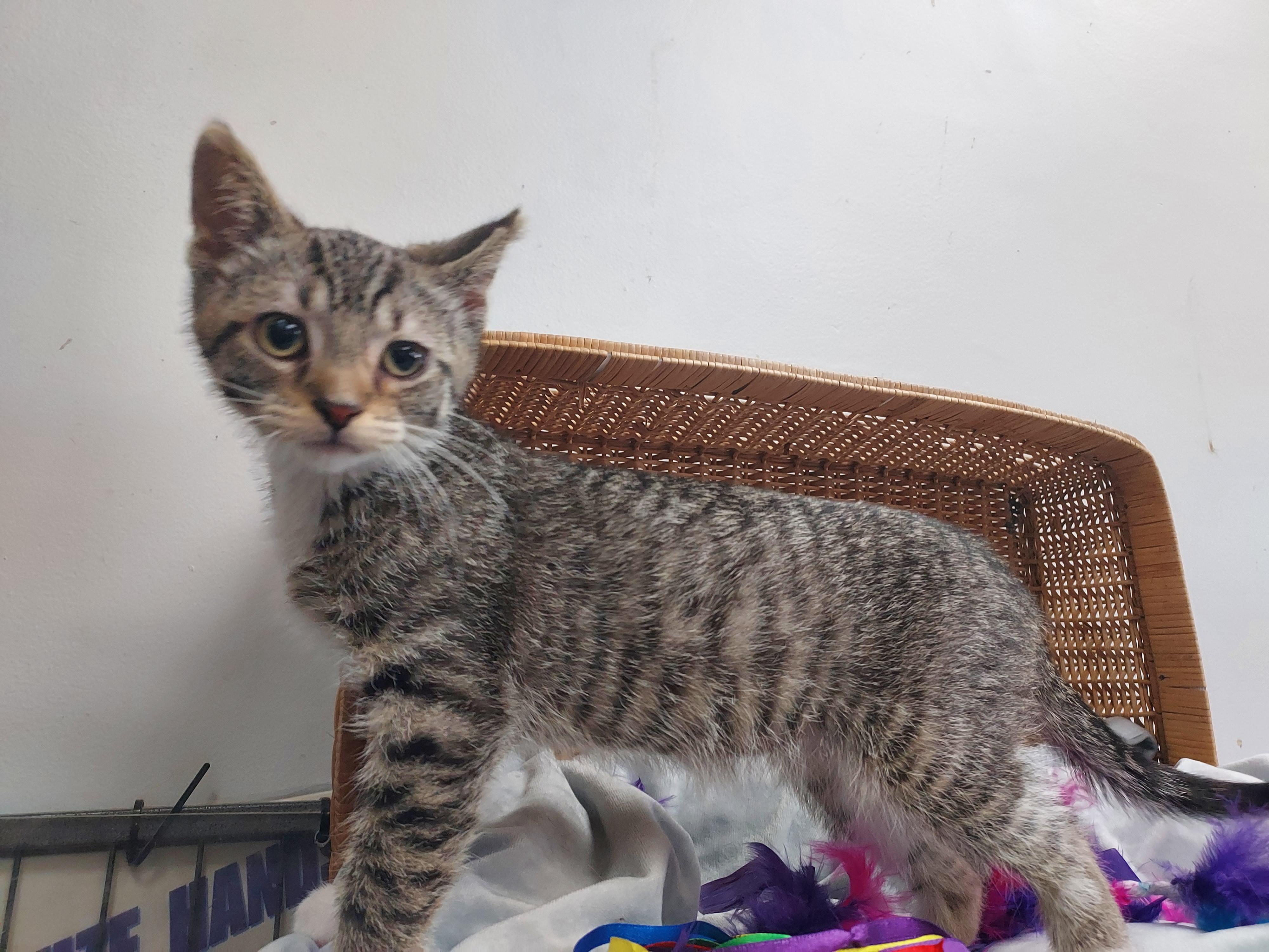 Prosciutto, a Adoptable Domestic Short Hair in Glenview, IL image 3/3