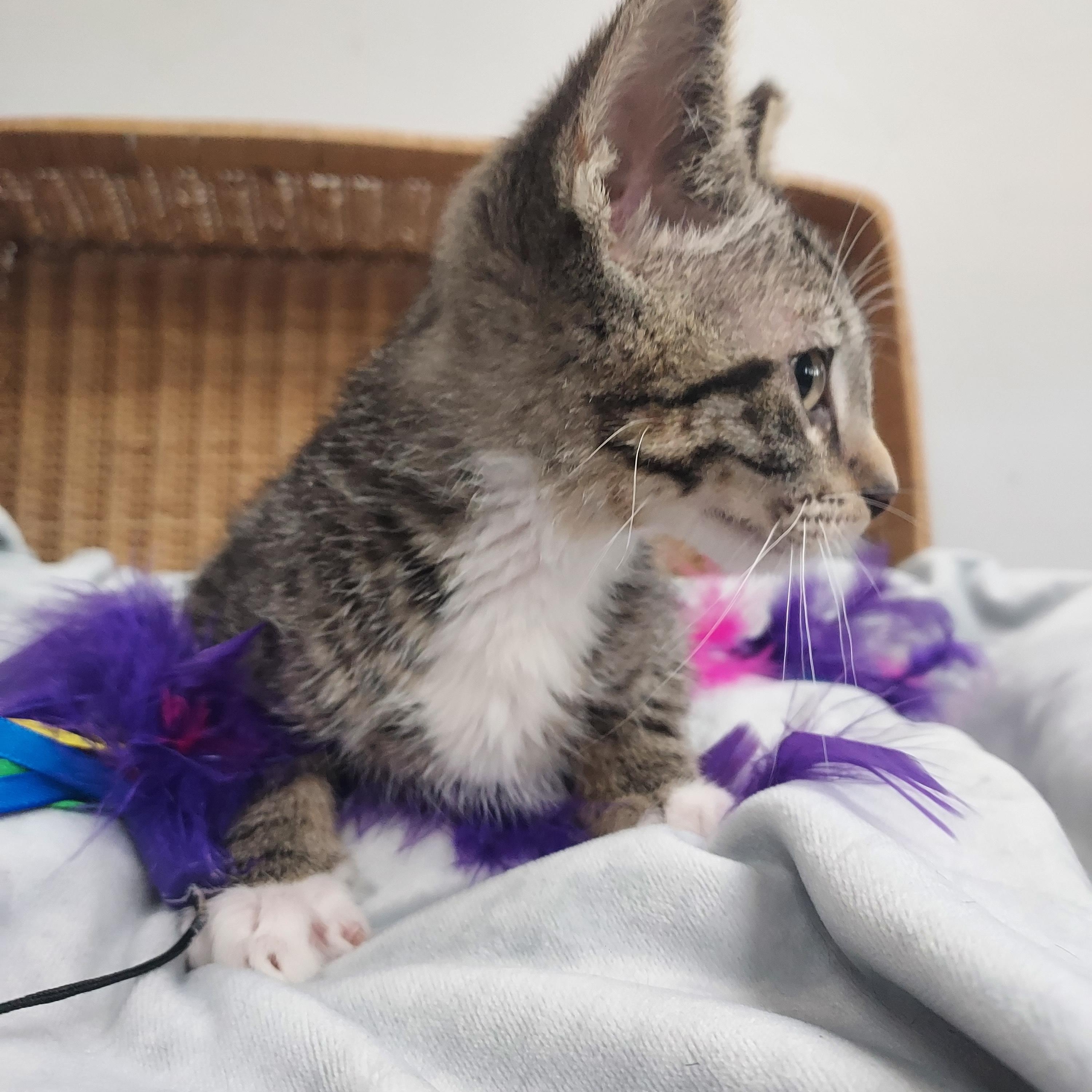 Prosciutto, a Adoptable Domestic Short Hair in Glenview, IL image 2/3