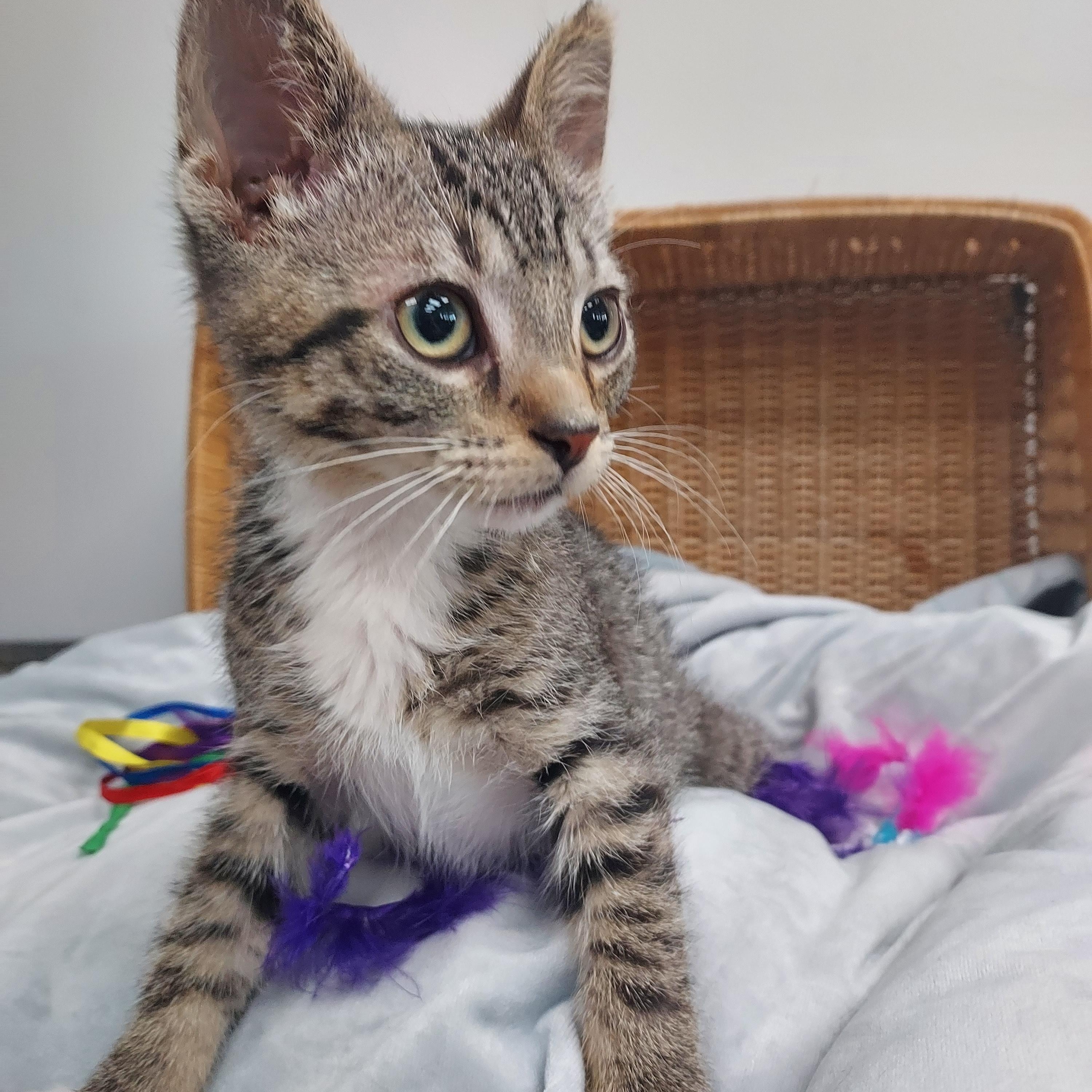 Prosciutto, Adoptable, Kitten Male Domestic Short Hair.