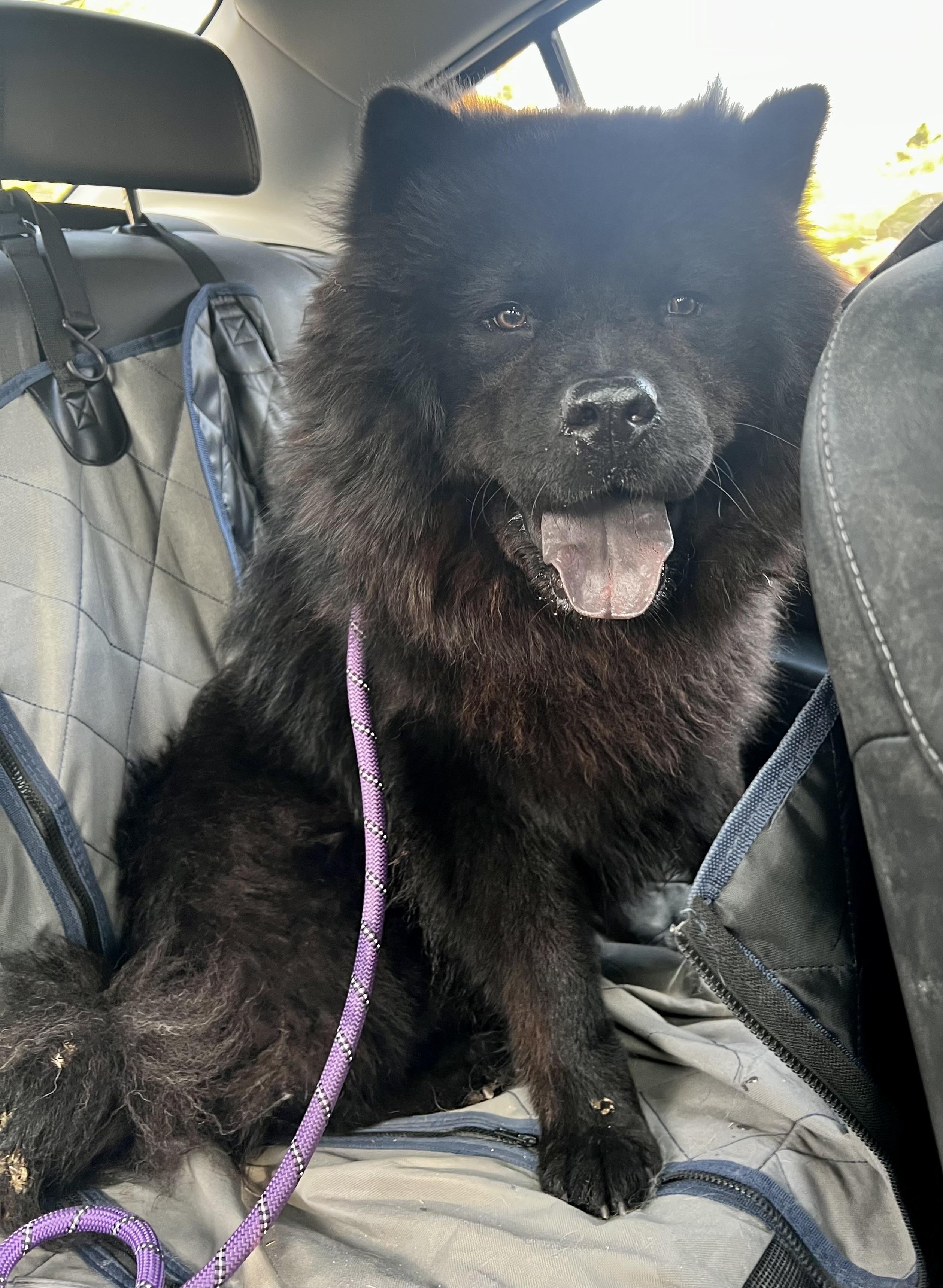 Teddy, Adoptable, Young Male Chow Chow.