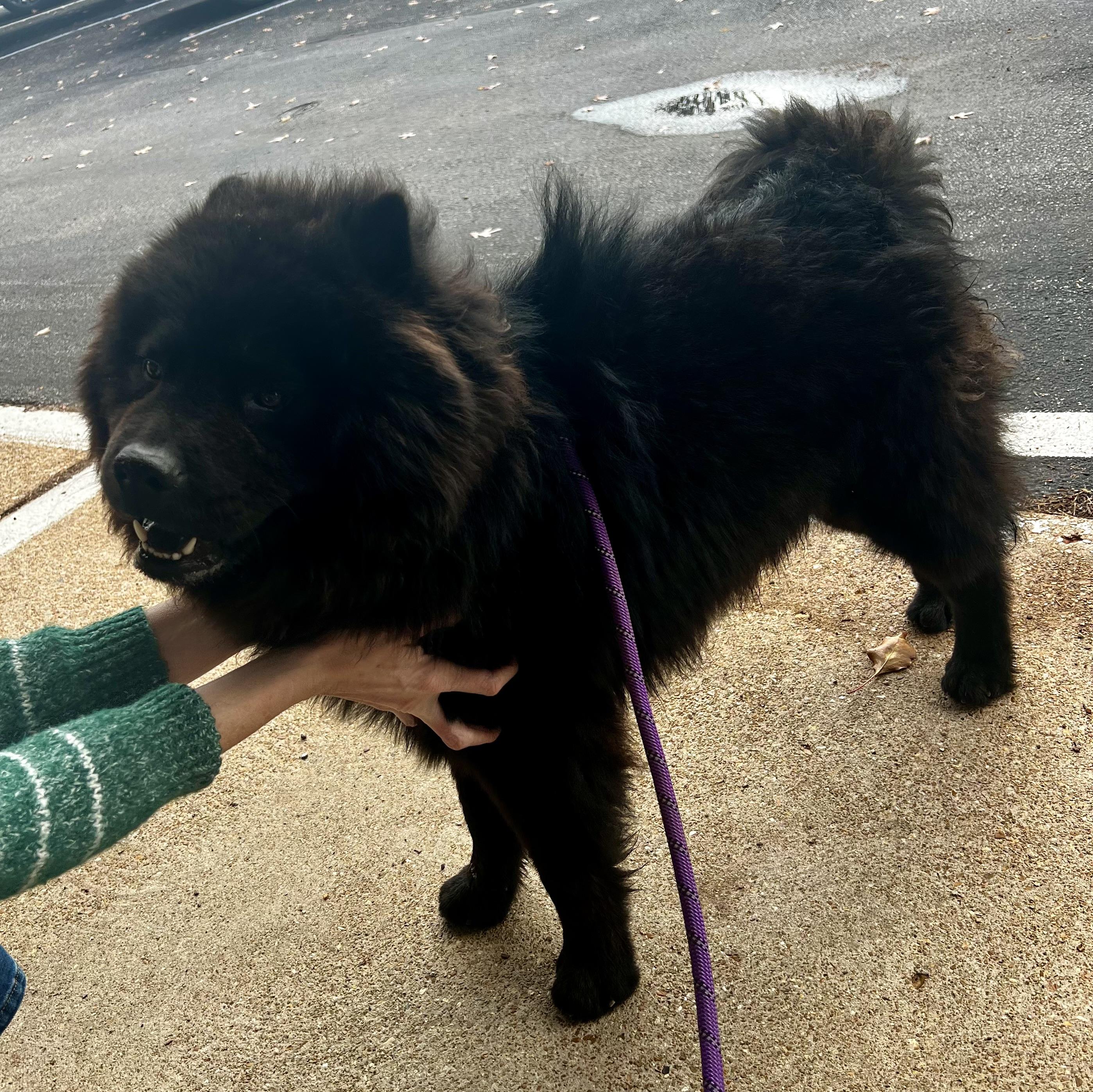 Enlarge Teddy, a Adoptable Chow Chow in Saint Louis, MO image 2/3