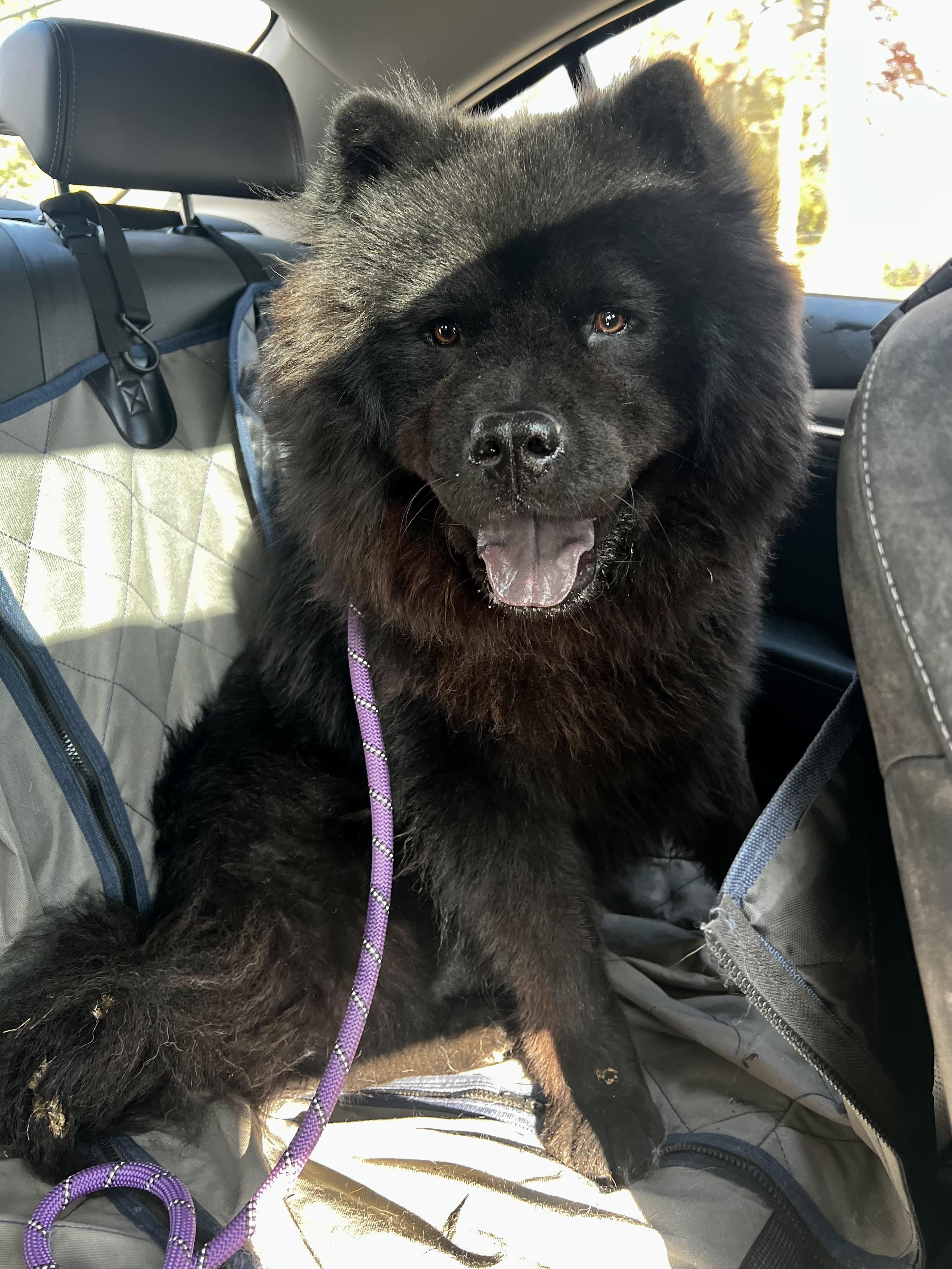 Enlarge Teddy, a Adoptable Chow Chow in Saint Louis, MO image 3/3