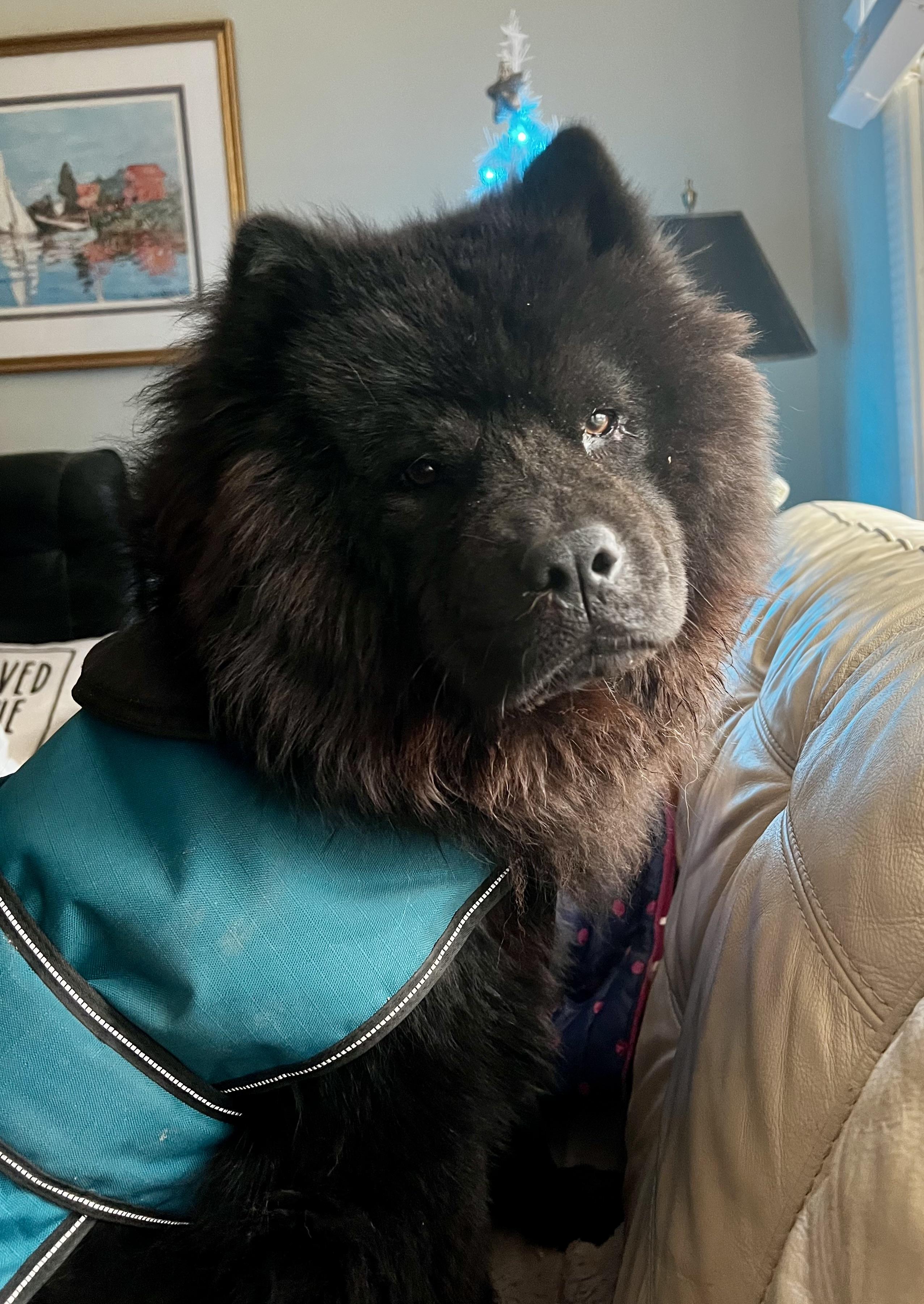 Enlarge Teddy, a Adoptable Chow Chow in Saint Louis, MO image 4/5