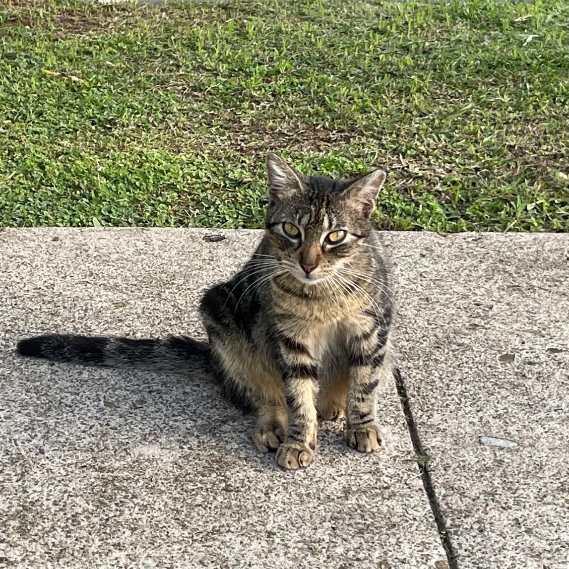 FRANKIE (aka Flaquito), ADOPTABLE, Kitten Male Domestic Short Hair & American Bobtail.