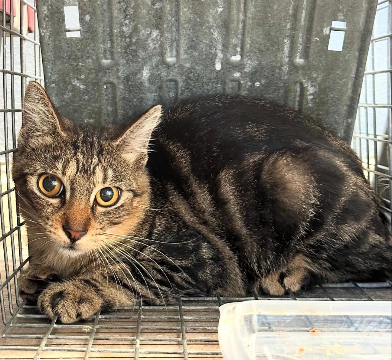 Enlarge FRANKIE (aka Flaquito), a ADOPTABLE mixed breed in Washington, DC image 2/6