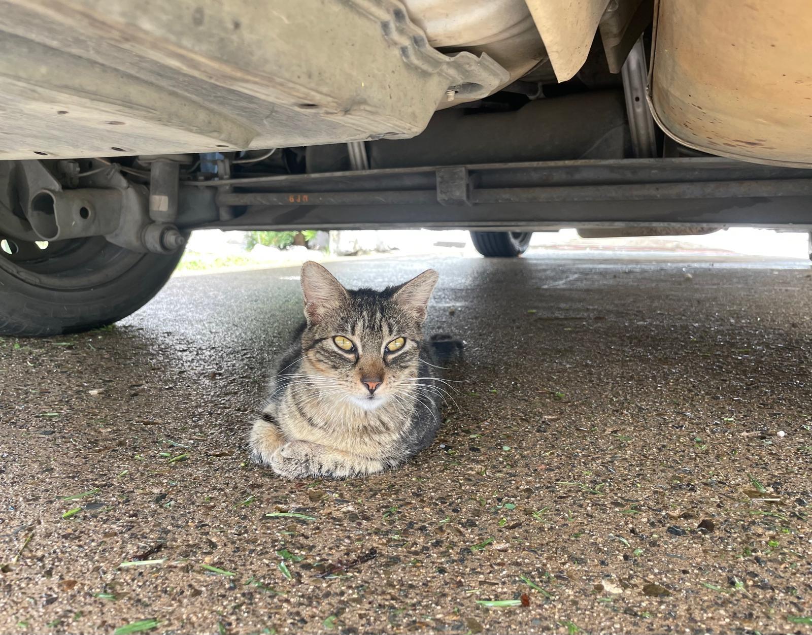 Enlarge FRANKIE (aka Flaquito), a ADOPTABLE mixed breed in Washington, DC image 6/6