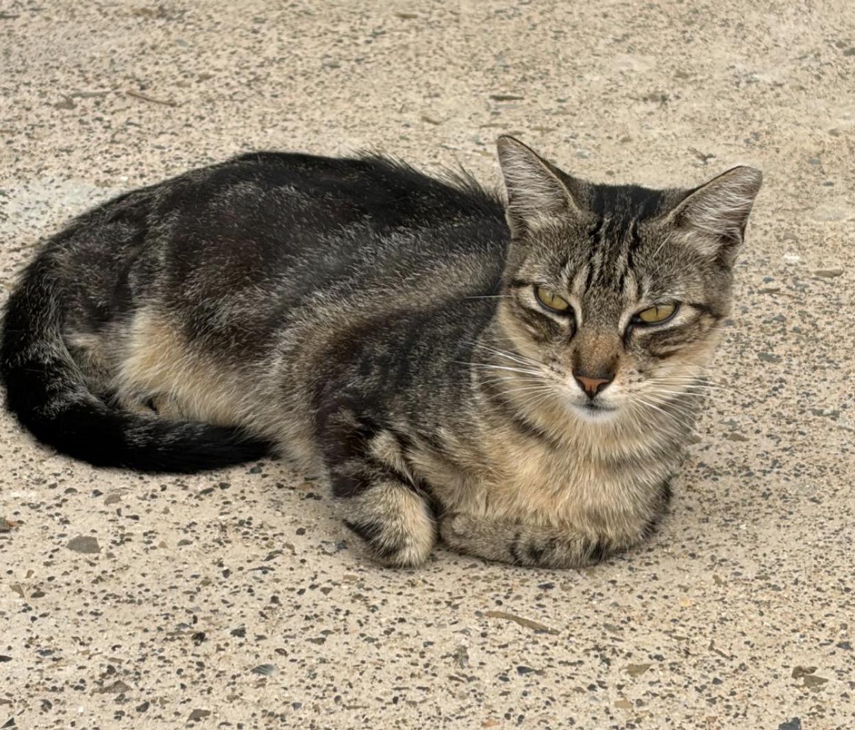 FRANKIE - sweetest baby!, ADOPTABLE, Kitten Male Domestic Short Hair & American Bobtail.