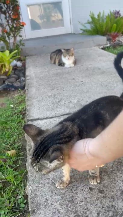 Enlarge FRANKIE - sweetest baby!, a ADOPTABLE mixed breed in New York, NY video 6/6