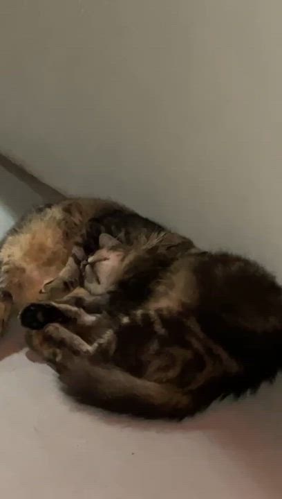 Enlarge FRANKIE (aka Flaquito), a ADOPTABLE mixed breed in Washington, DC video 3/6