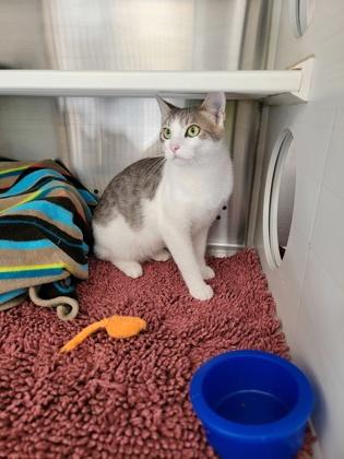 Ricky, Adoptable, Adult Male Domestic Short Hair & Domestic Short Hair.