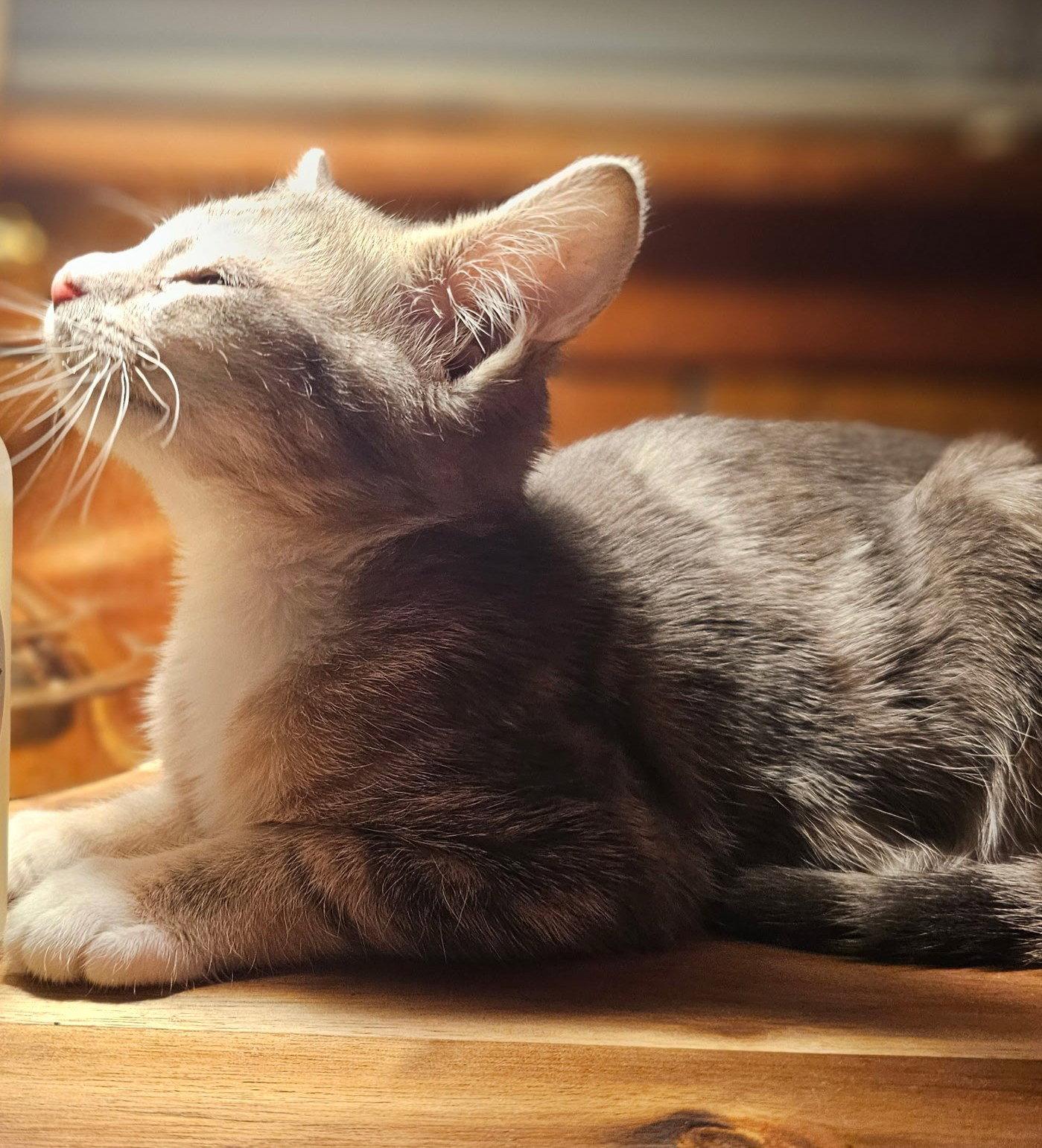 Iris, Adoptable, Young Female Domestic Short Hair.