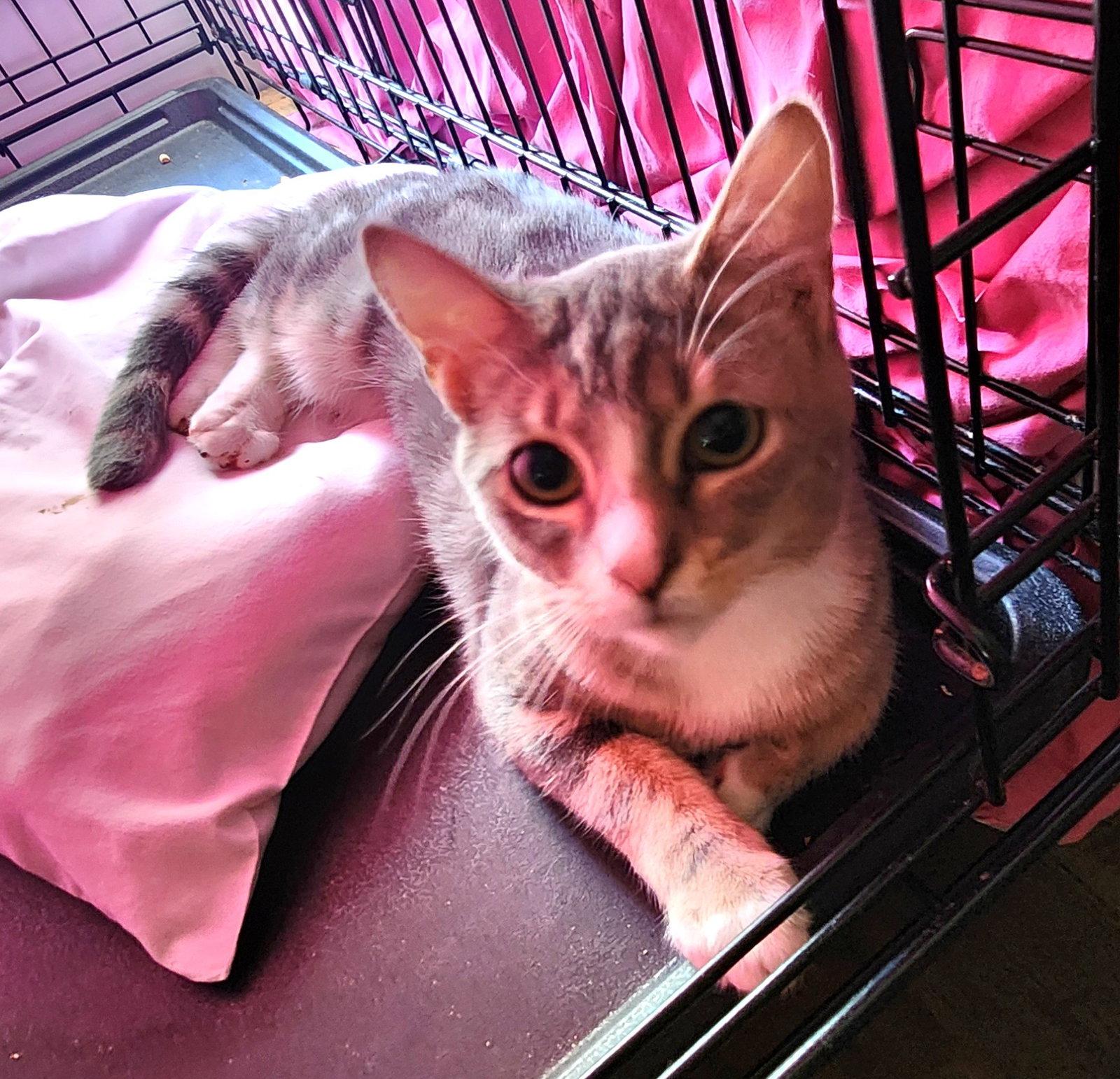 Enlarge Iris, a Adoptable Domestic Short Hair in Crossville, TN image 2/3