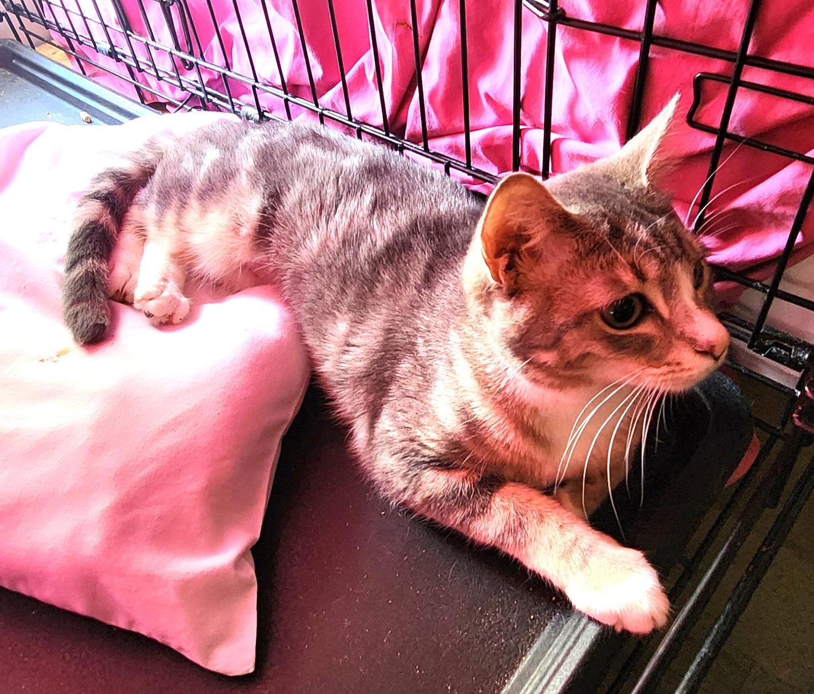 Enlarge Iris, a Adoptable Domestic Short Hair in Crossville, TN image 3/3
