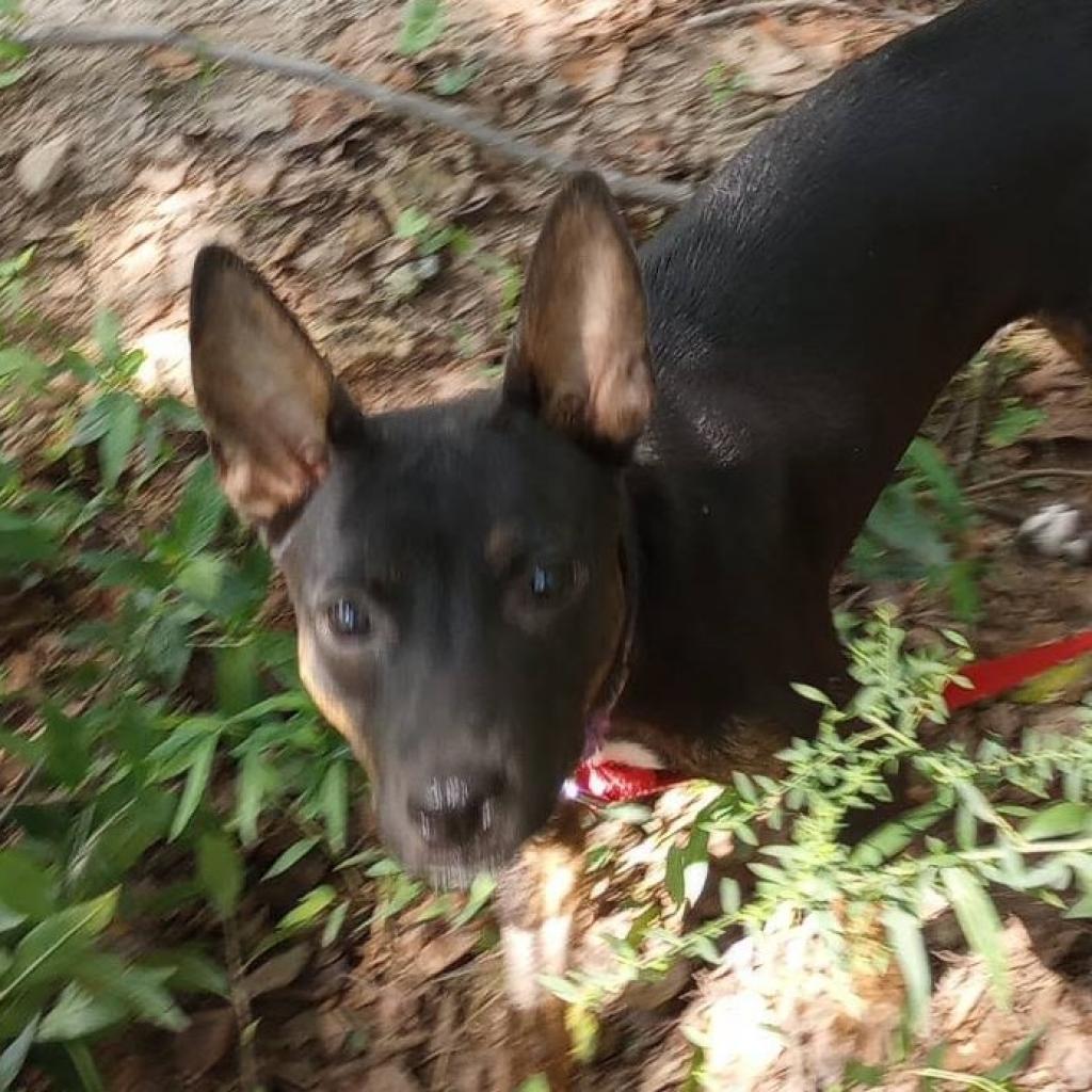 Roxie, Adoptable, Adult Female Manchester Terrier.