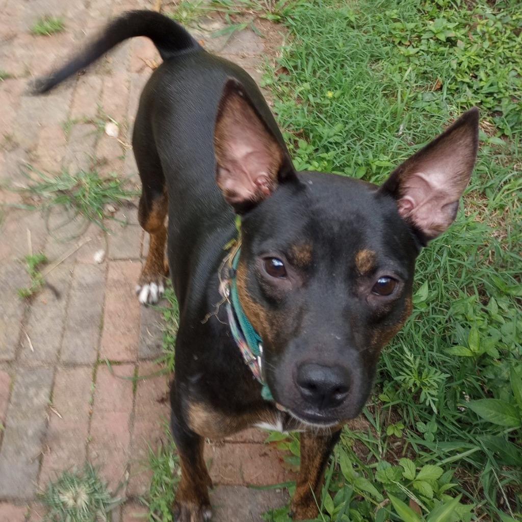 Roxie, a Adoptable mixed breed in Lenoir, NC image 2/5