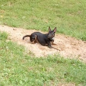 Roxie, a Adoptable mixed breed in Lenoir, NC image 4/5