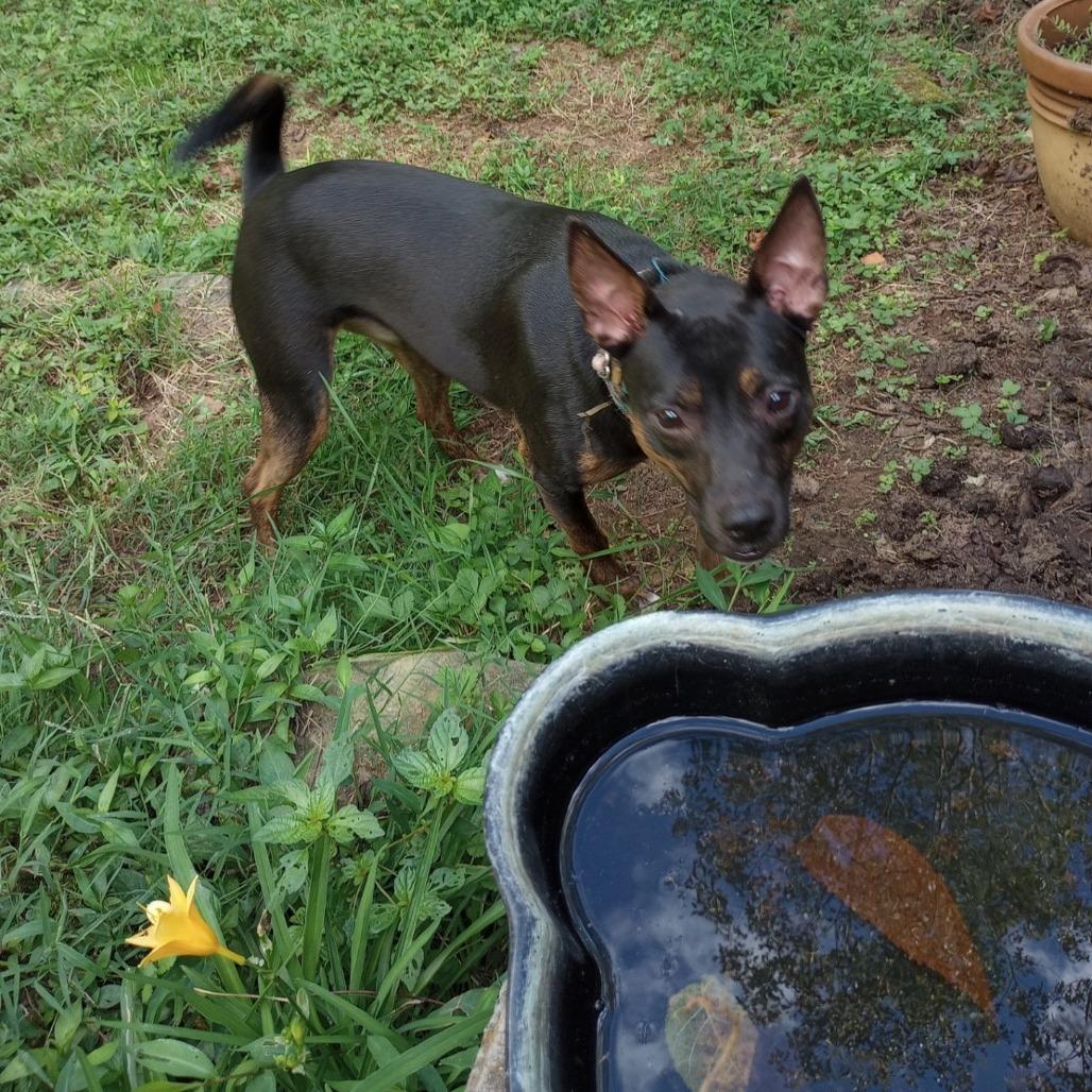 Roxie, a Adoptable mixed breed in Lenoir, NC image 5/5