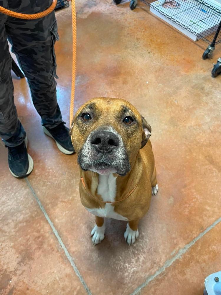 Freya, Adopted, Adult Female Mastiff.