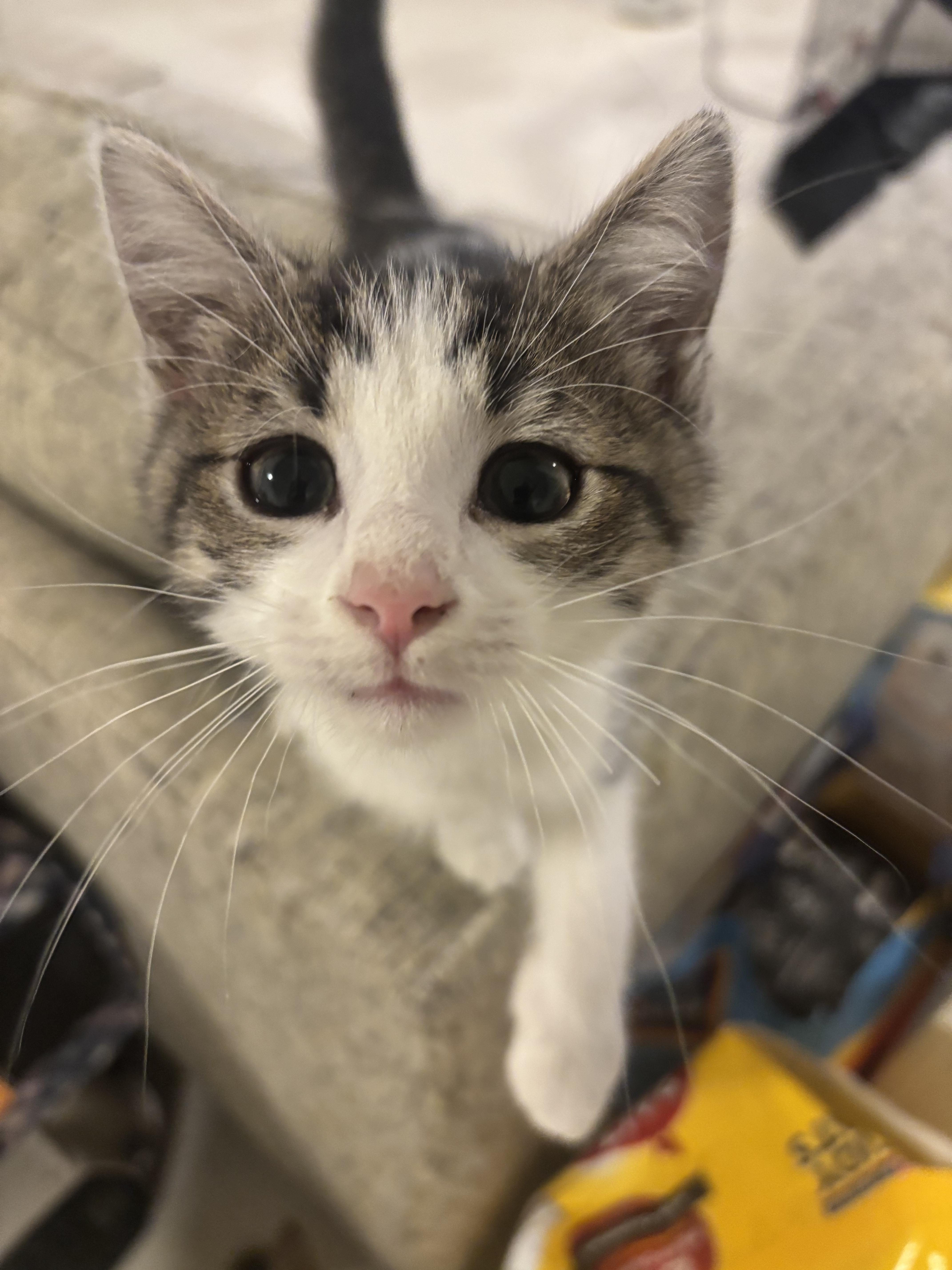 Enlarge Rigatoni, an adopted Domestic Short Hair in Woodlawn, TN image 2/3