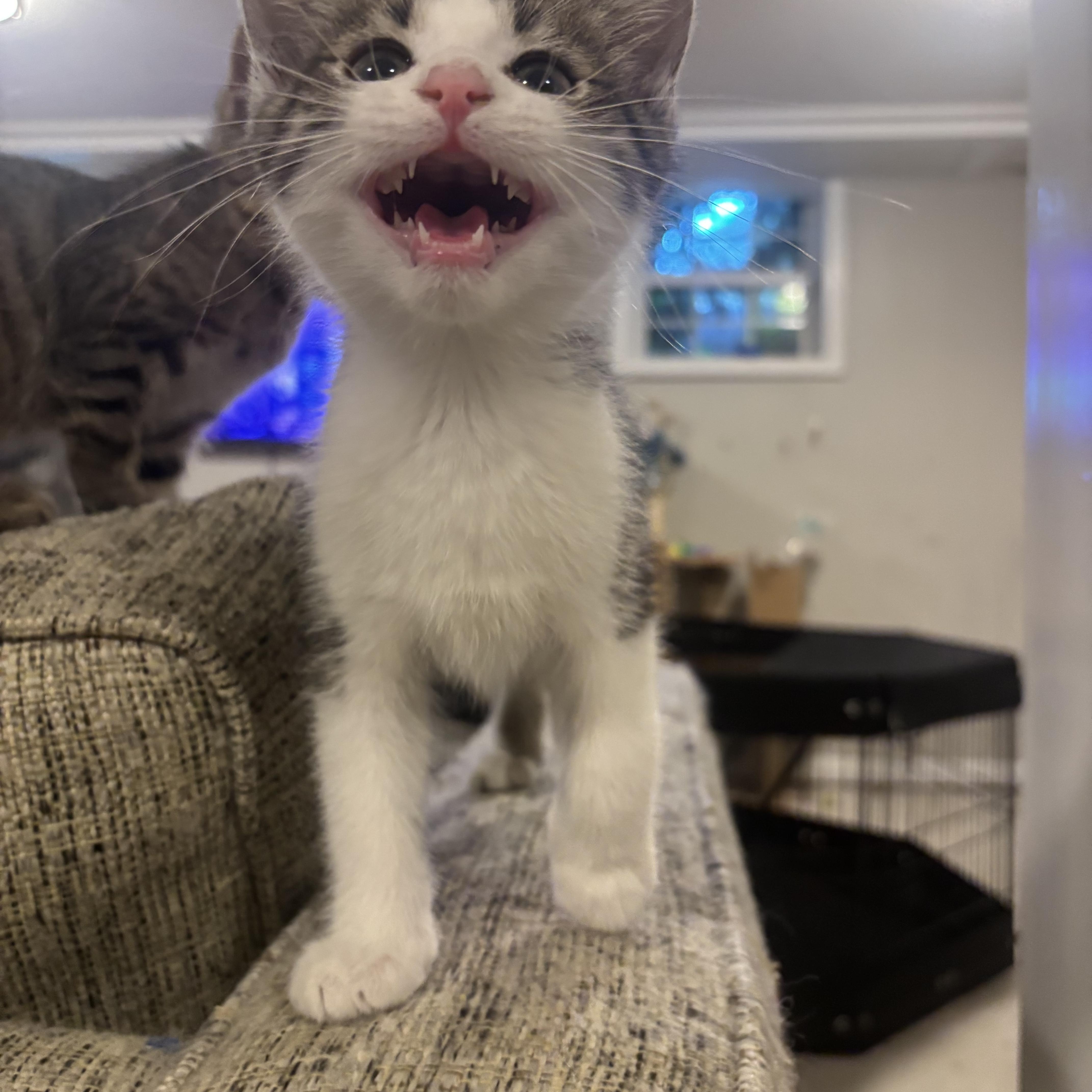 Enlarge Rigatoni, an adopted Domestic Short Hair in Woodlawn, TN image 3/3