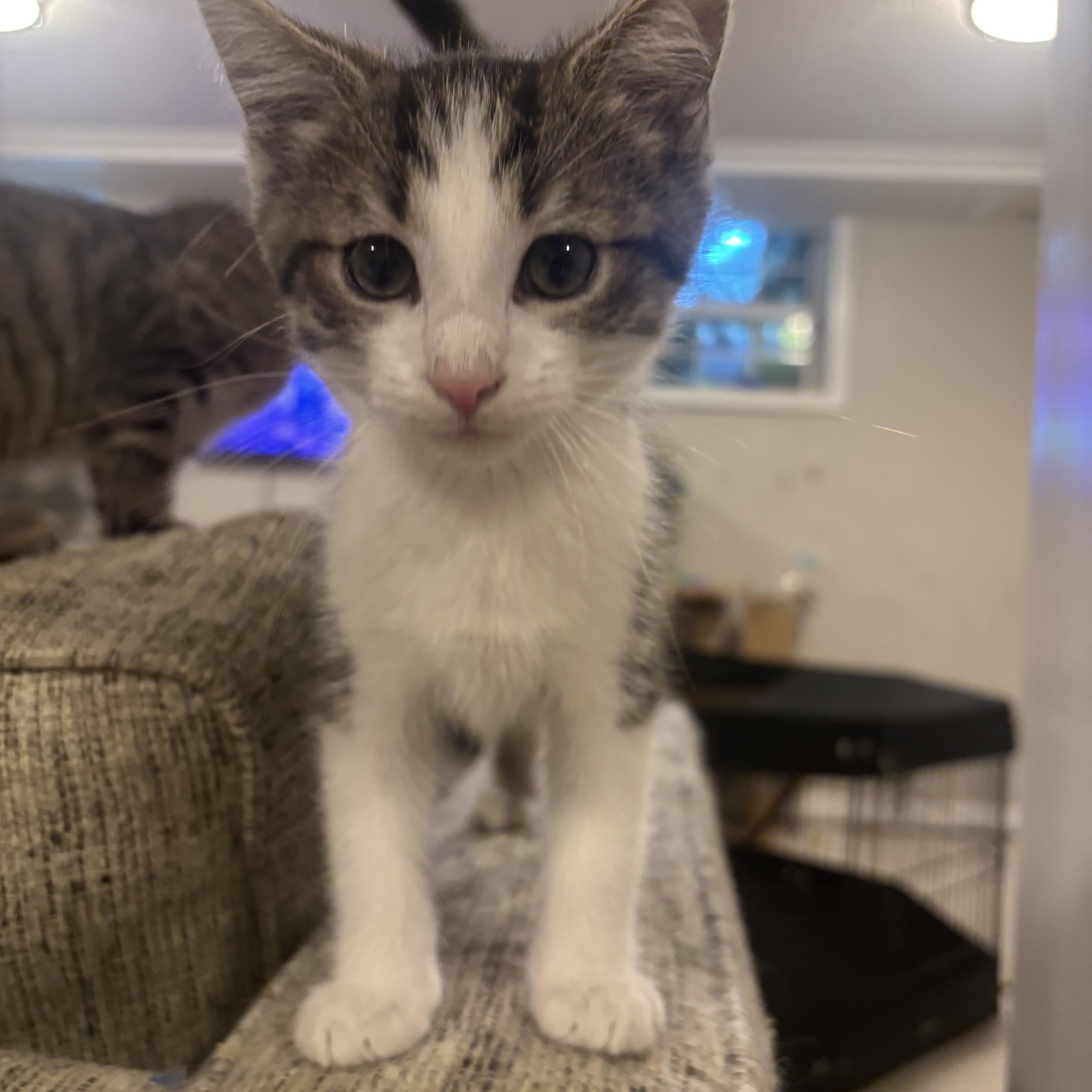 Enlarge Rigatoni, an adopted Domestic Short Hair in Woodlawn, TN image 1/3