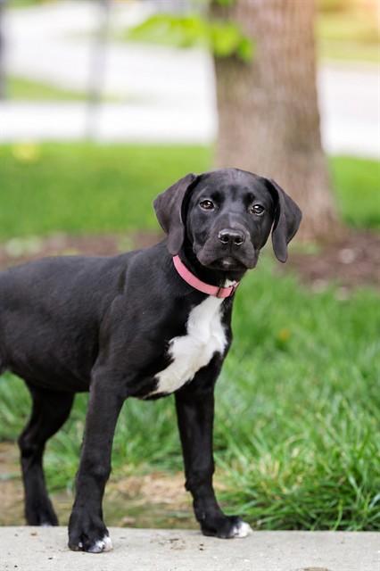 Enlarge CINDER, a Adoptable mixed breed in Belleville, IL image 1/1