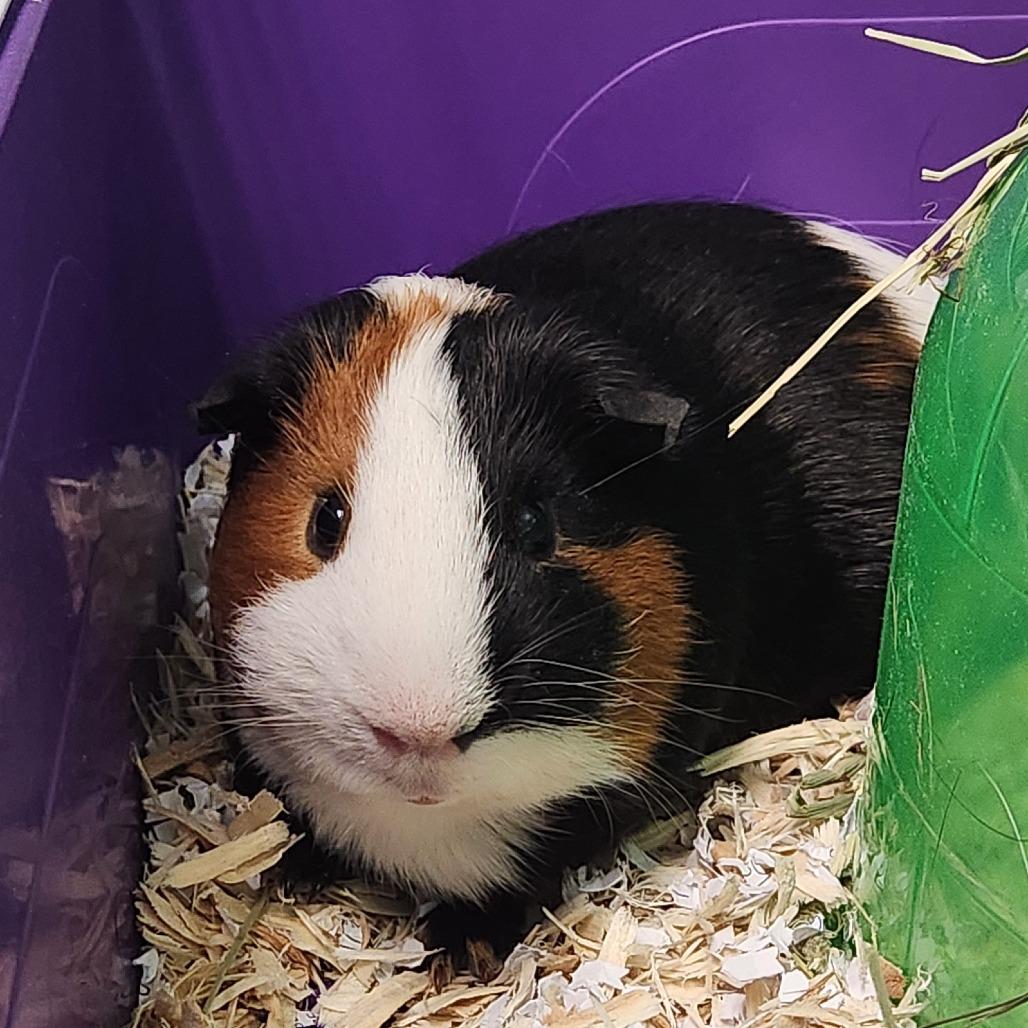 Enlarge Comet, a Adoptable Guinea Pig in Watertown, NY image 1/1