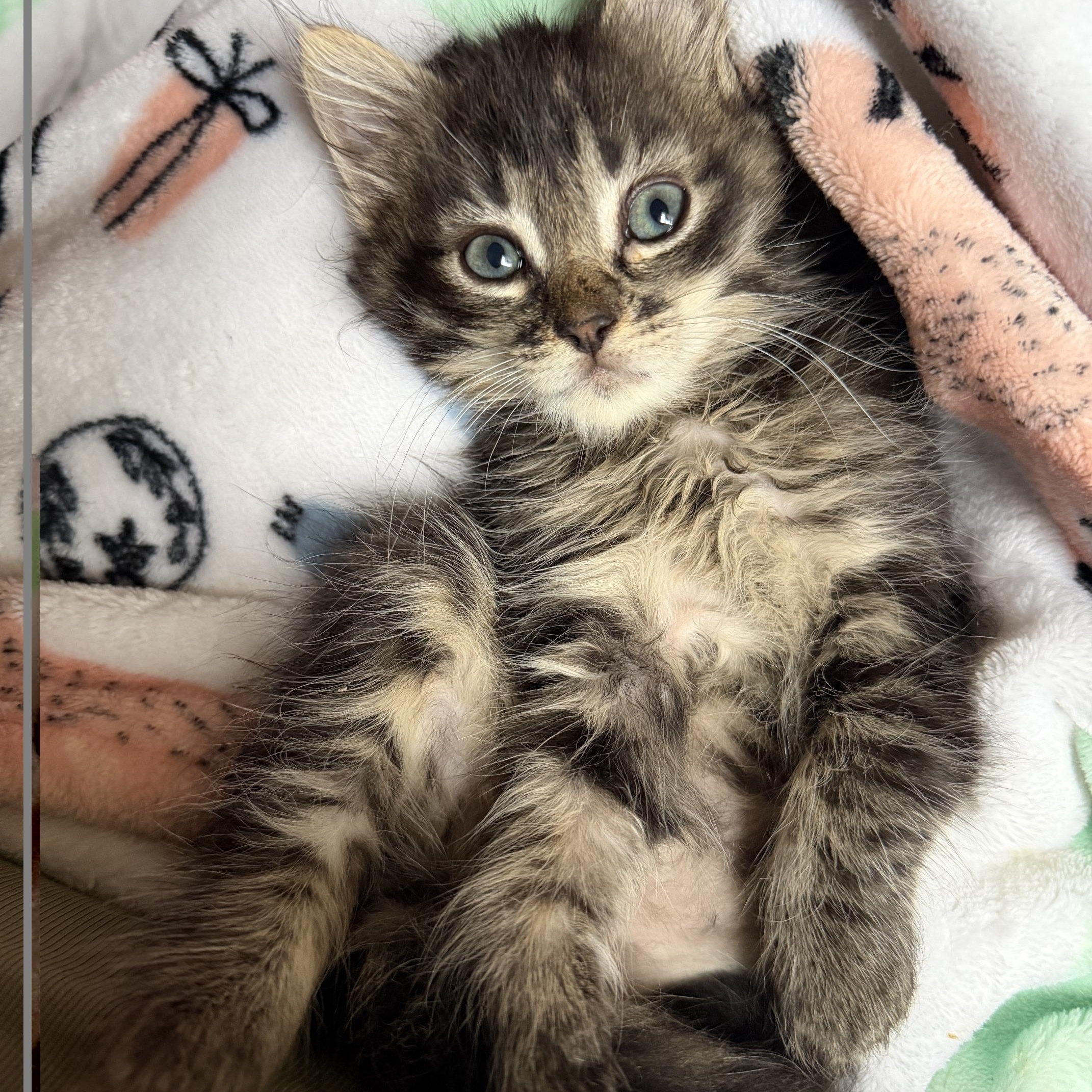 Enlarge Wilbur(ette) & Charlotte, a ADOPTABLE mixed breed in Orange, CA image 3/6