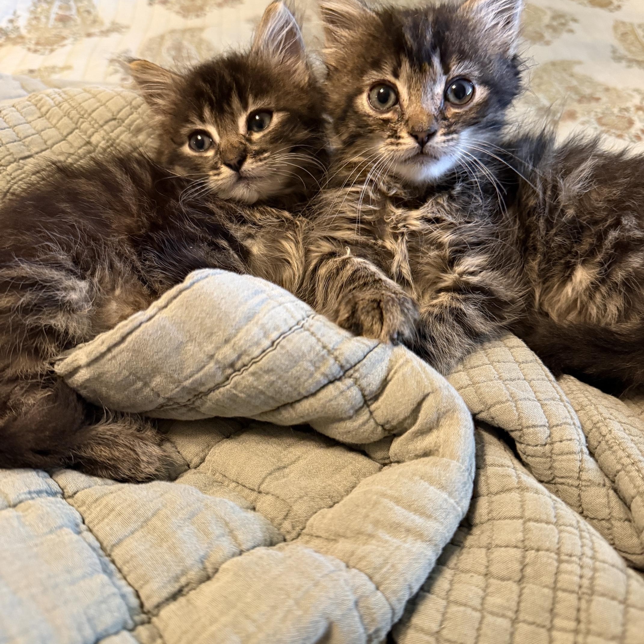 Enlarge Wilbur(ette) & Charlotte, a ADOPTABLE mixed breed in Orange, CA image 2/6