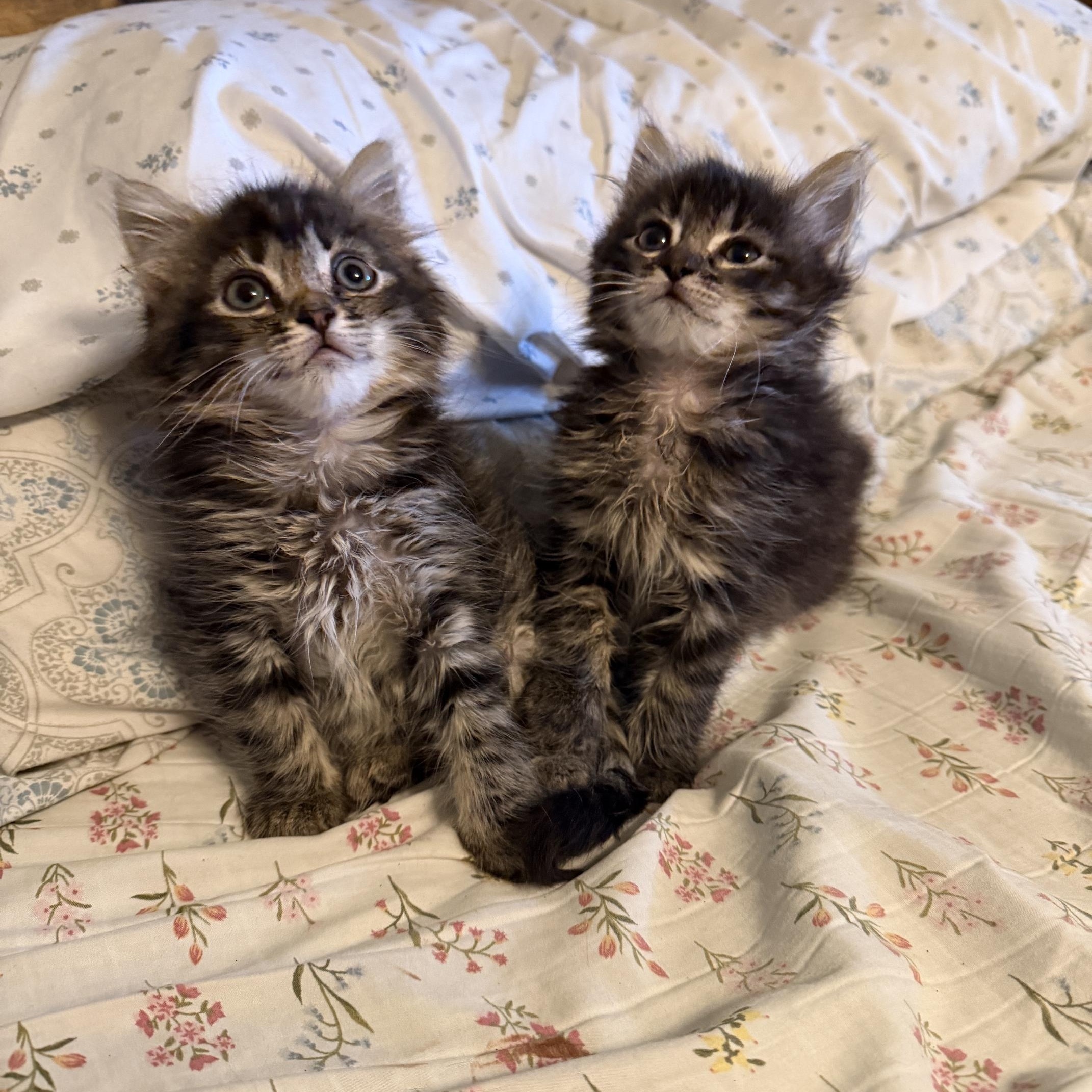 Enlarge Wilbur(ette) & Charlotte, a ADOPTABLE mixed breed in Orange, CA image 1/6